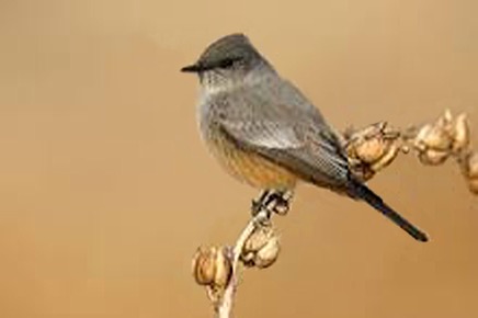 Say's Phoebe