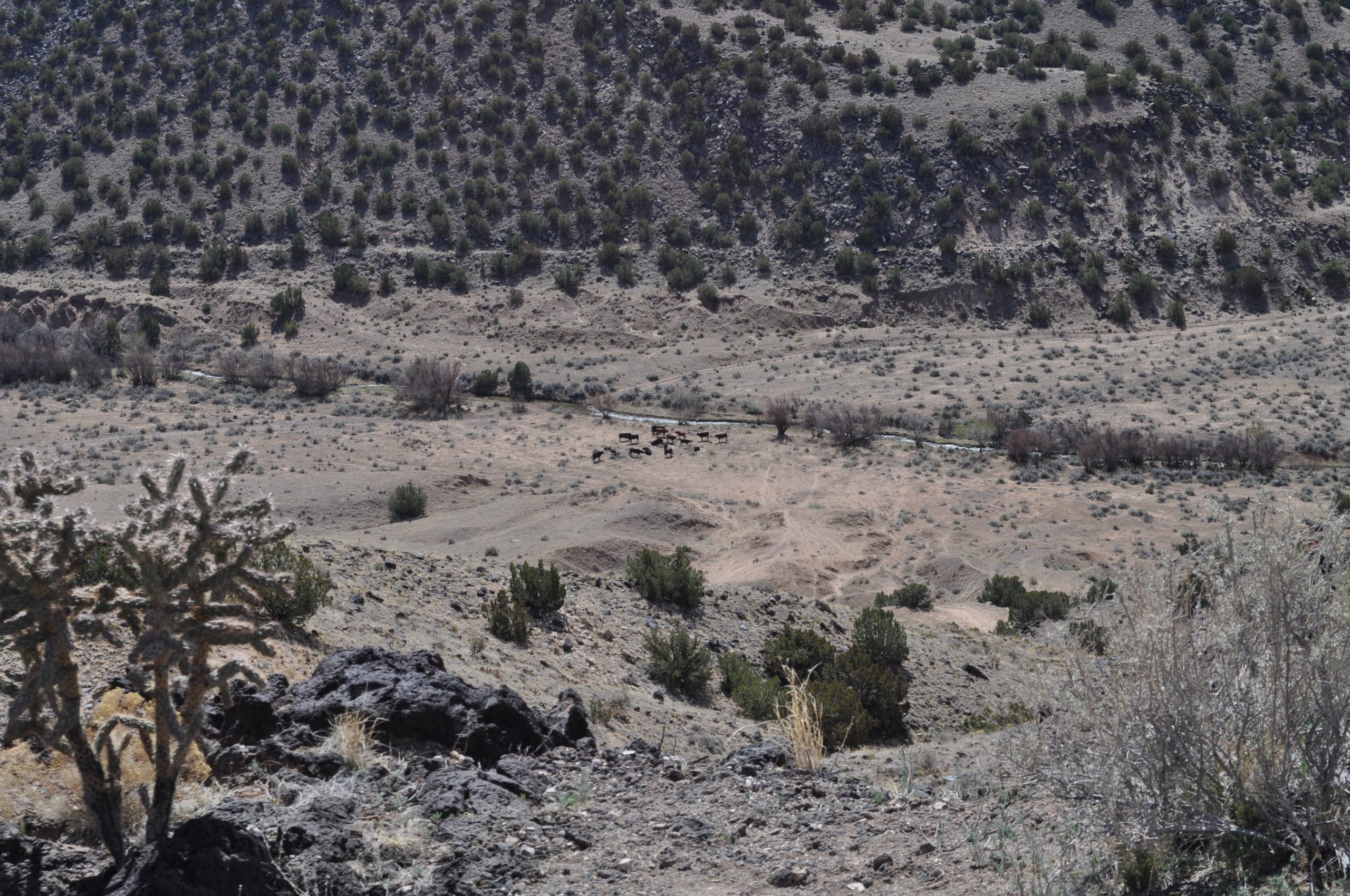 Cattle Grazing by the Santa Fe River