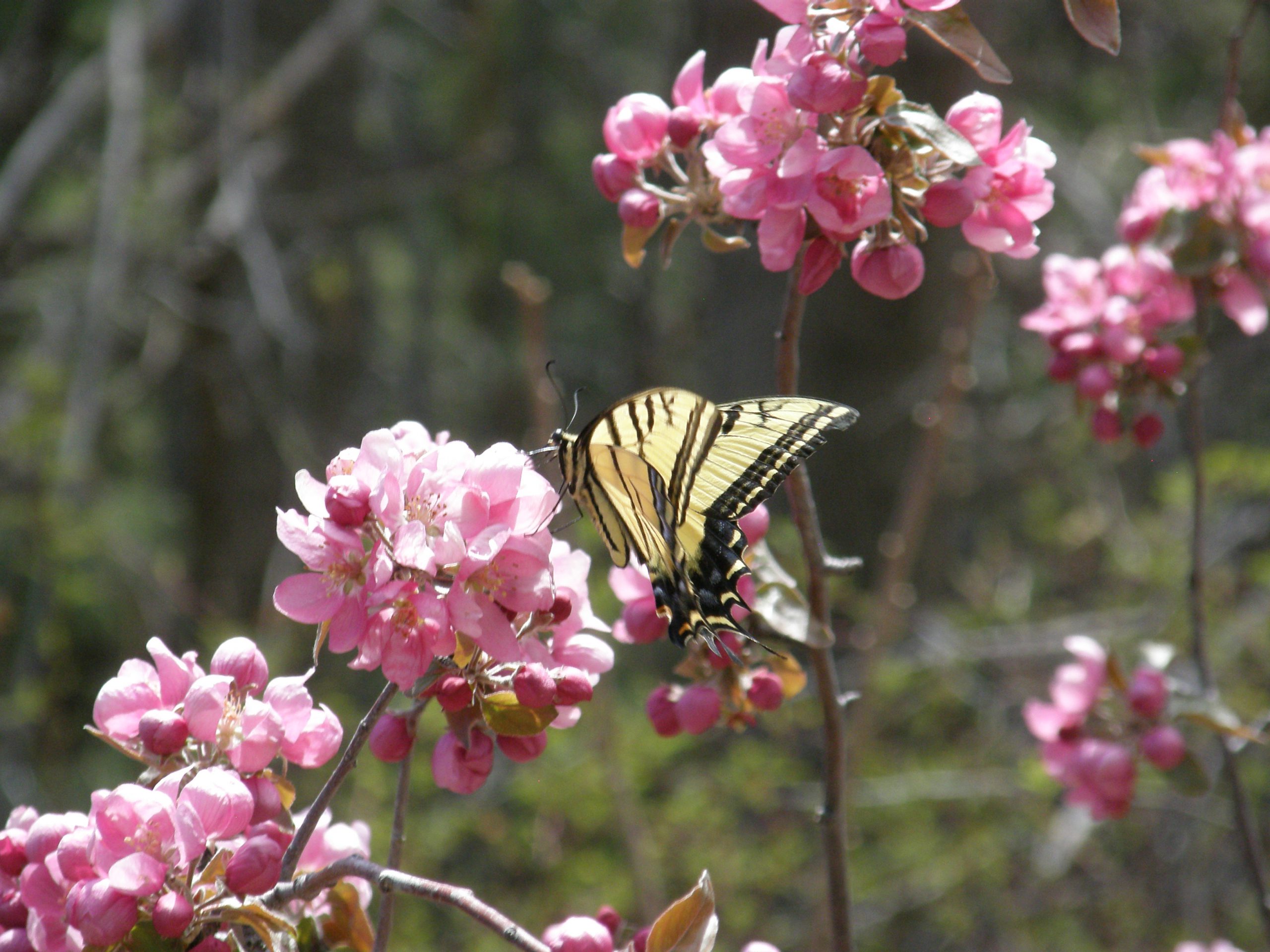 Tiger Swallowtail on Apple Blossom (Kathleen)