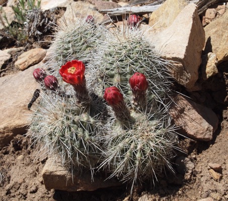 Claret Cup Cactus (Neal)