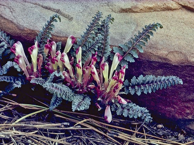 Dwarf Lousewort (Neal)