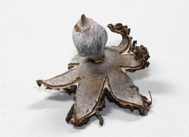 Earth Star Mushroom Geastrum schmidelii (Neal)