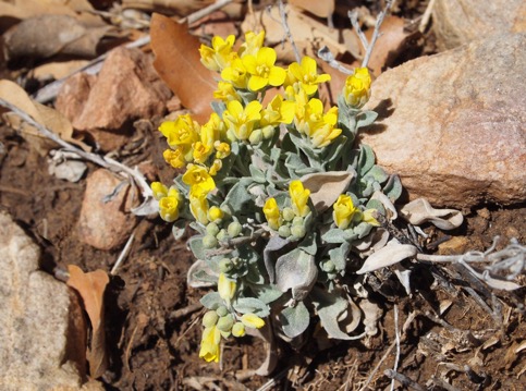 Fendler's Bladderpod (Neal)