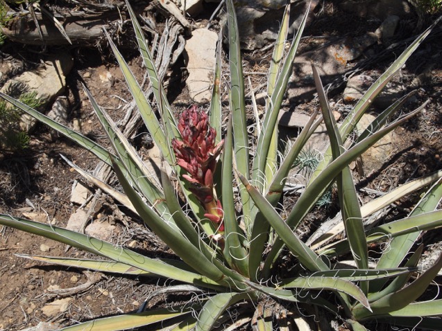 Yucca baccata with Flower Spike (Neal)