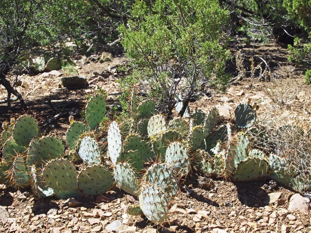 Prickly Pear Cactus (Neal)