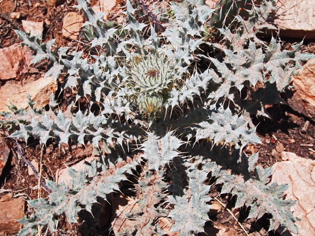 Thistle with Flower Buds (Neal)