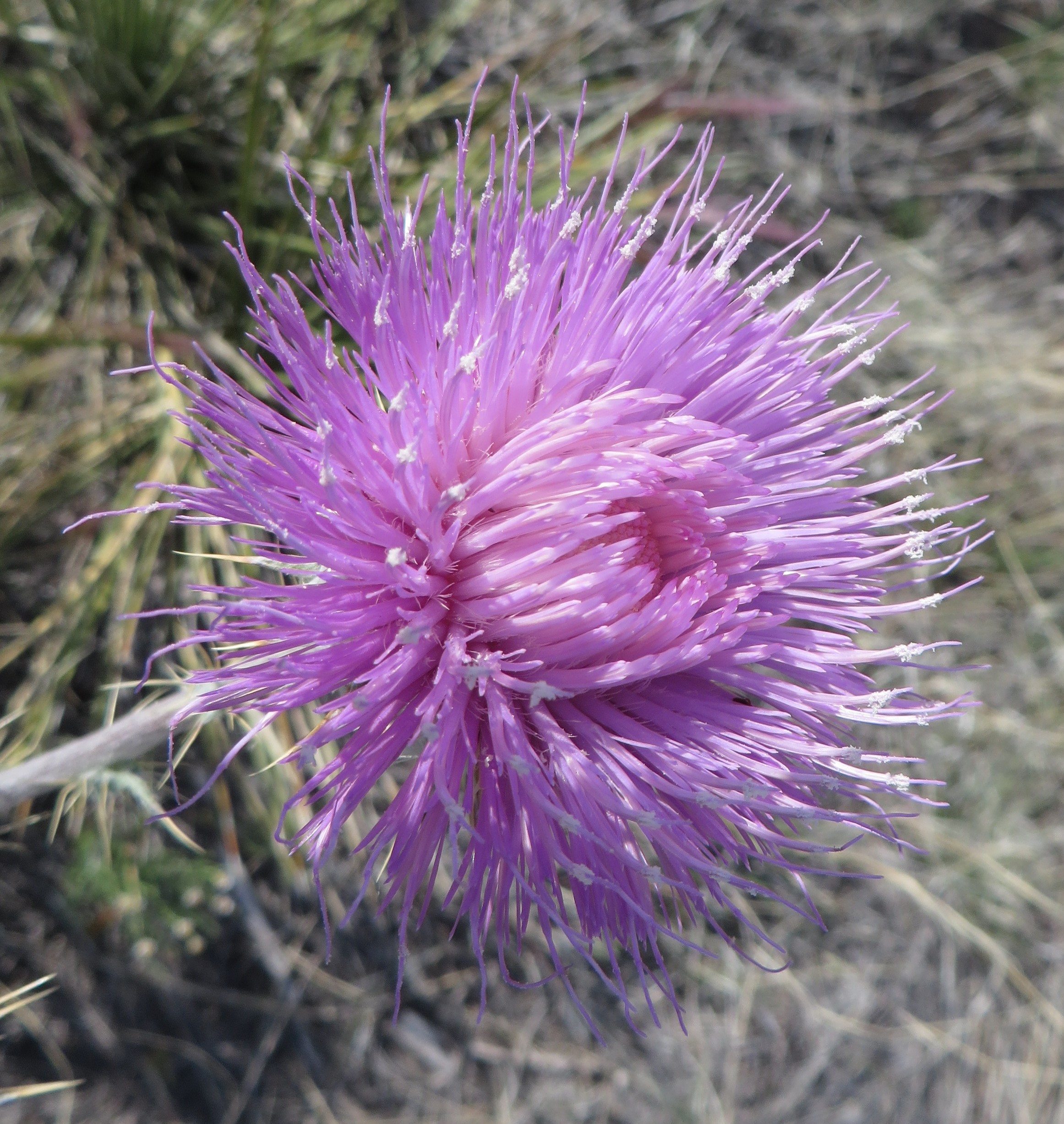 Thistle (Ellen)