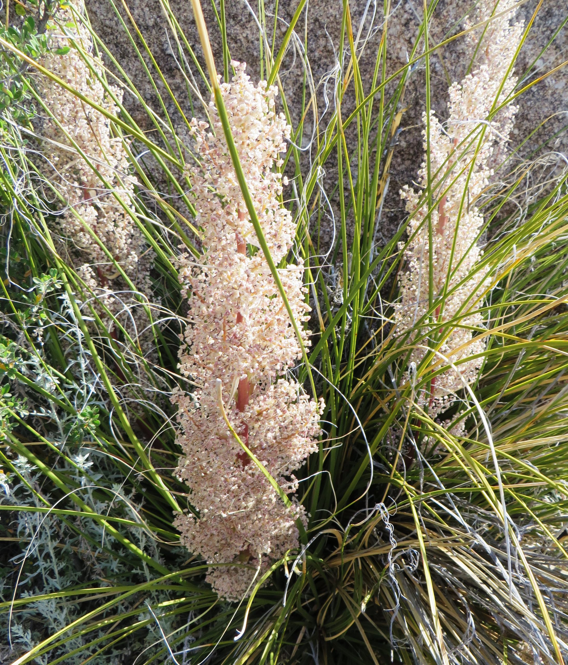Bear Grass (Ellen)