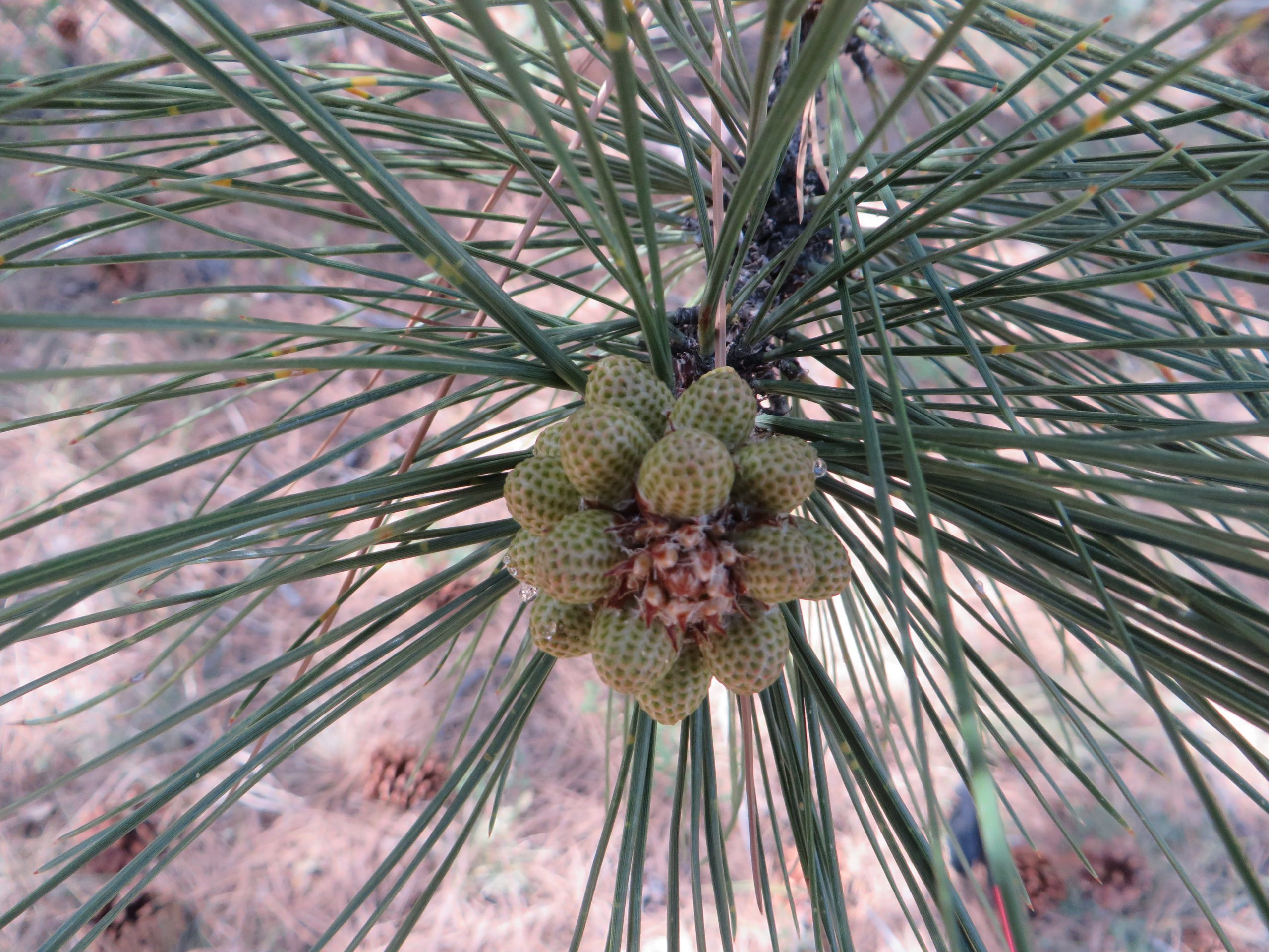 Ponderosa Pine "Flower" (Ellen)