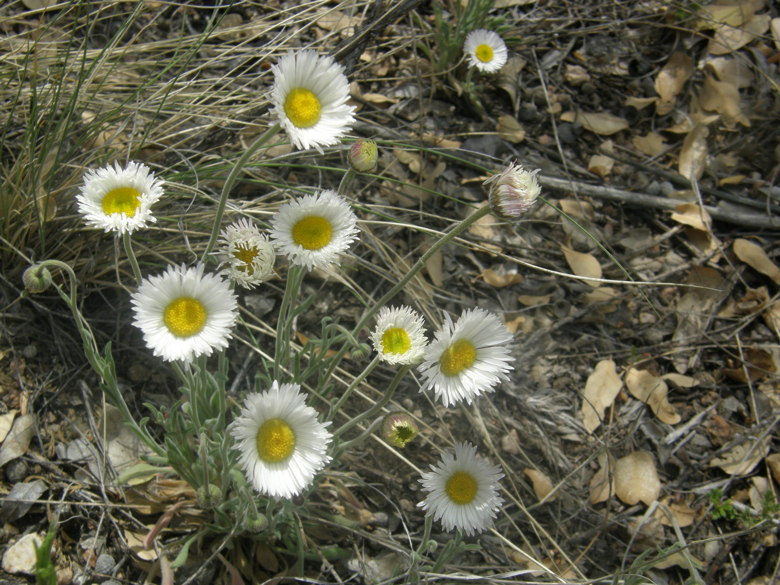 Trailing Fleabane (Kathleen)