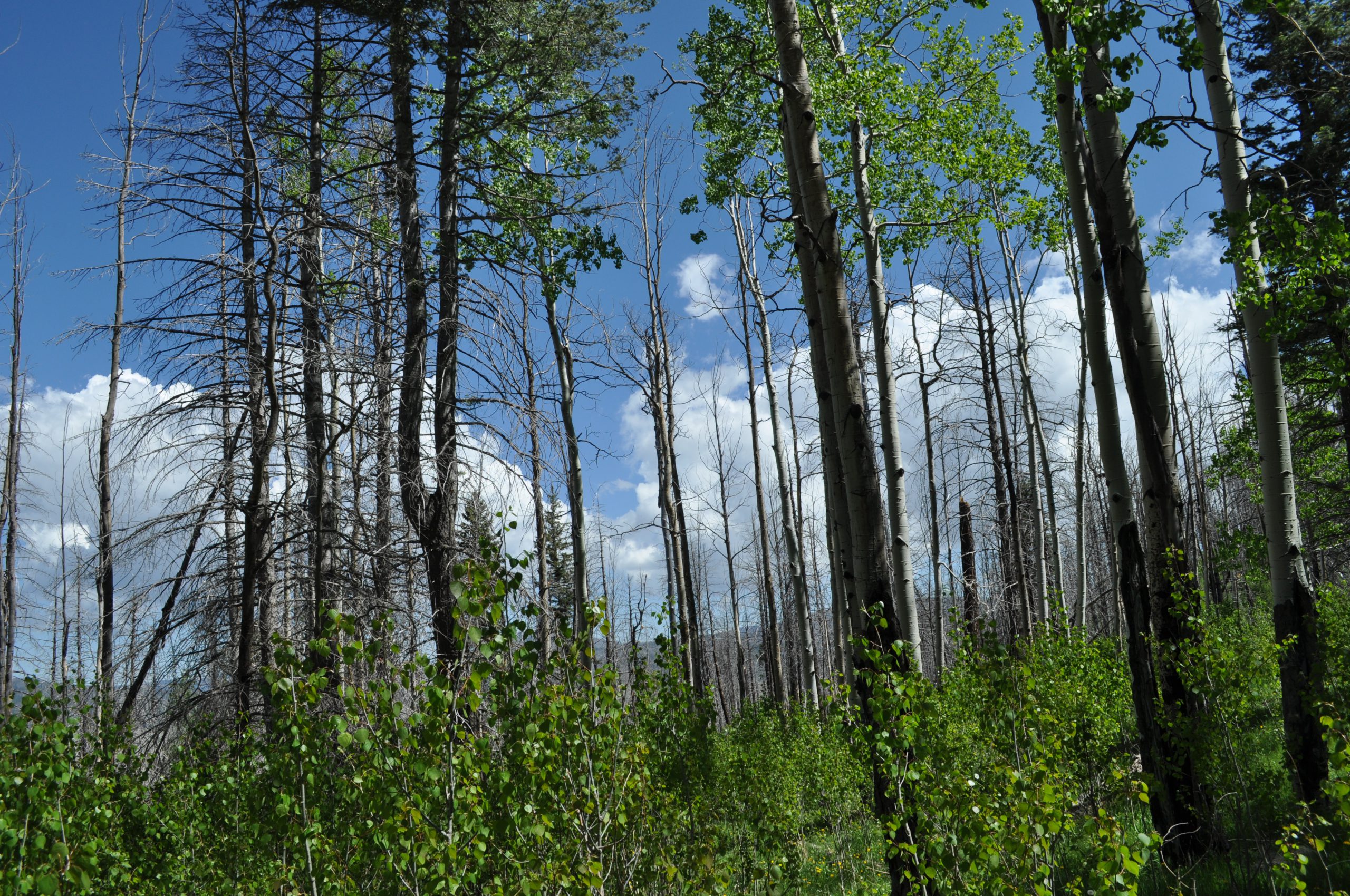 Young Aspens in the Las Conchas Burn Area