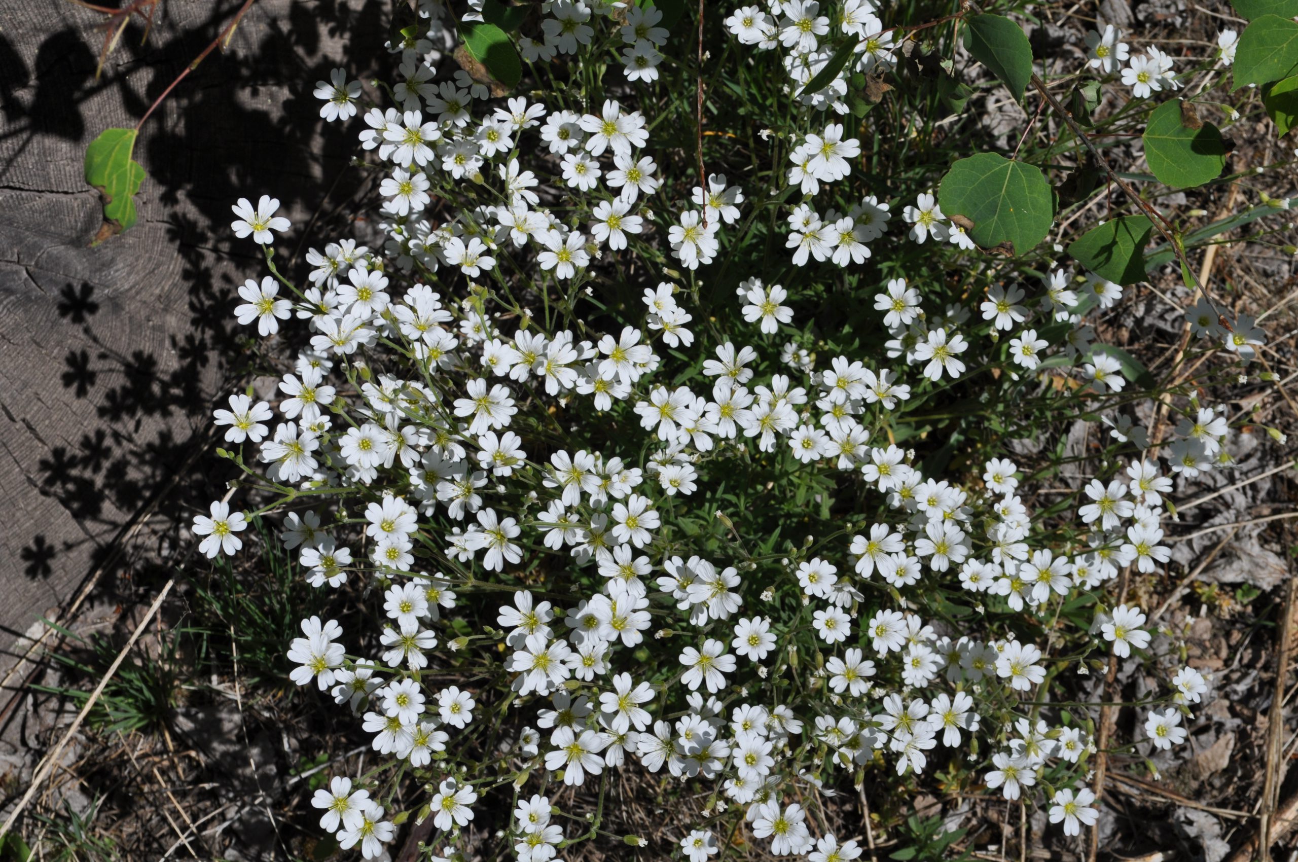 Tuber Starwort