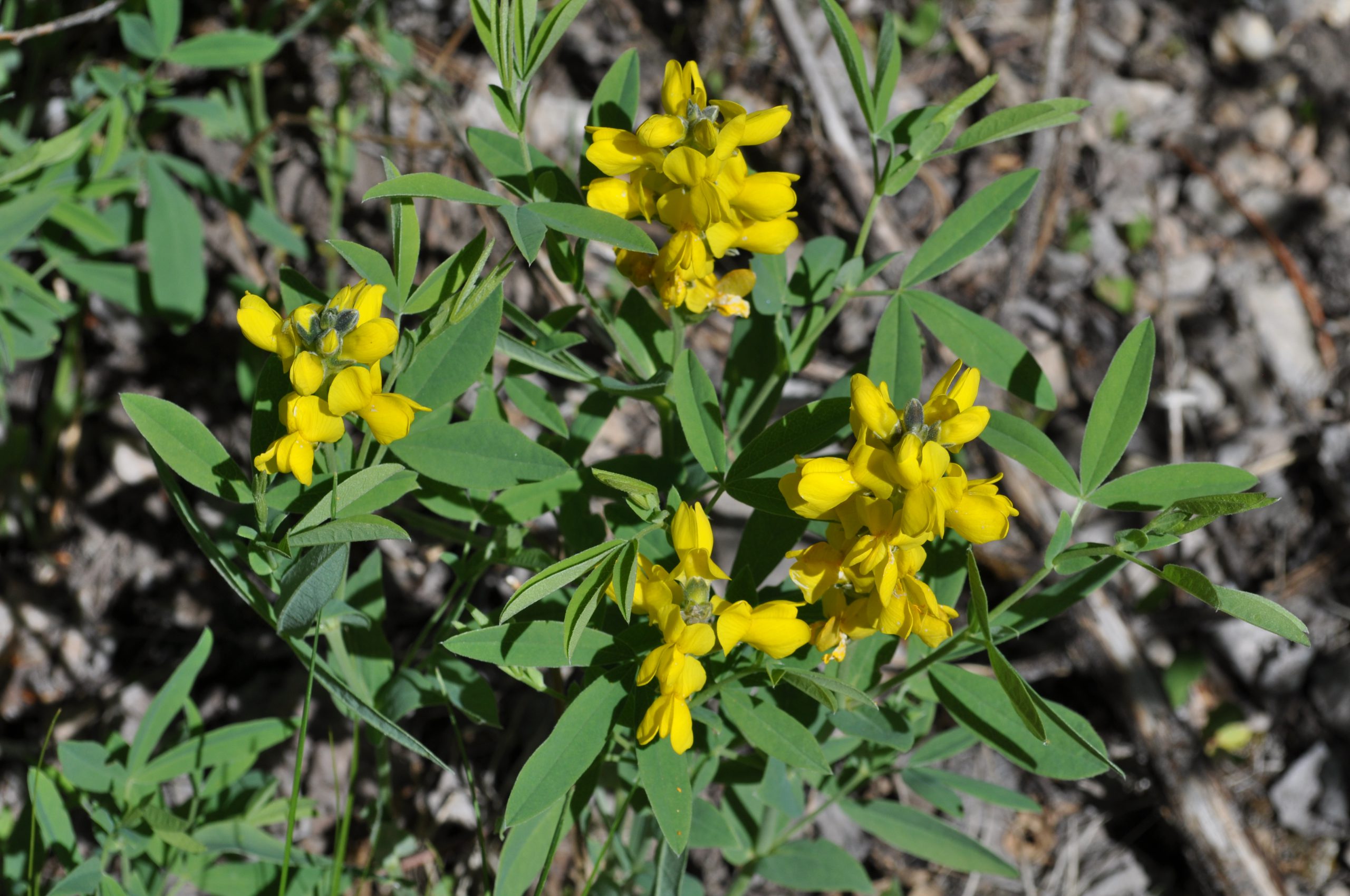 Golden Pea