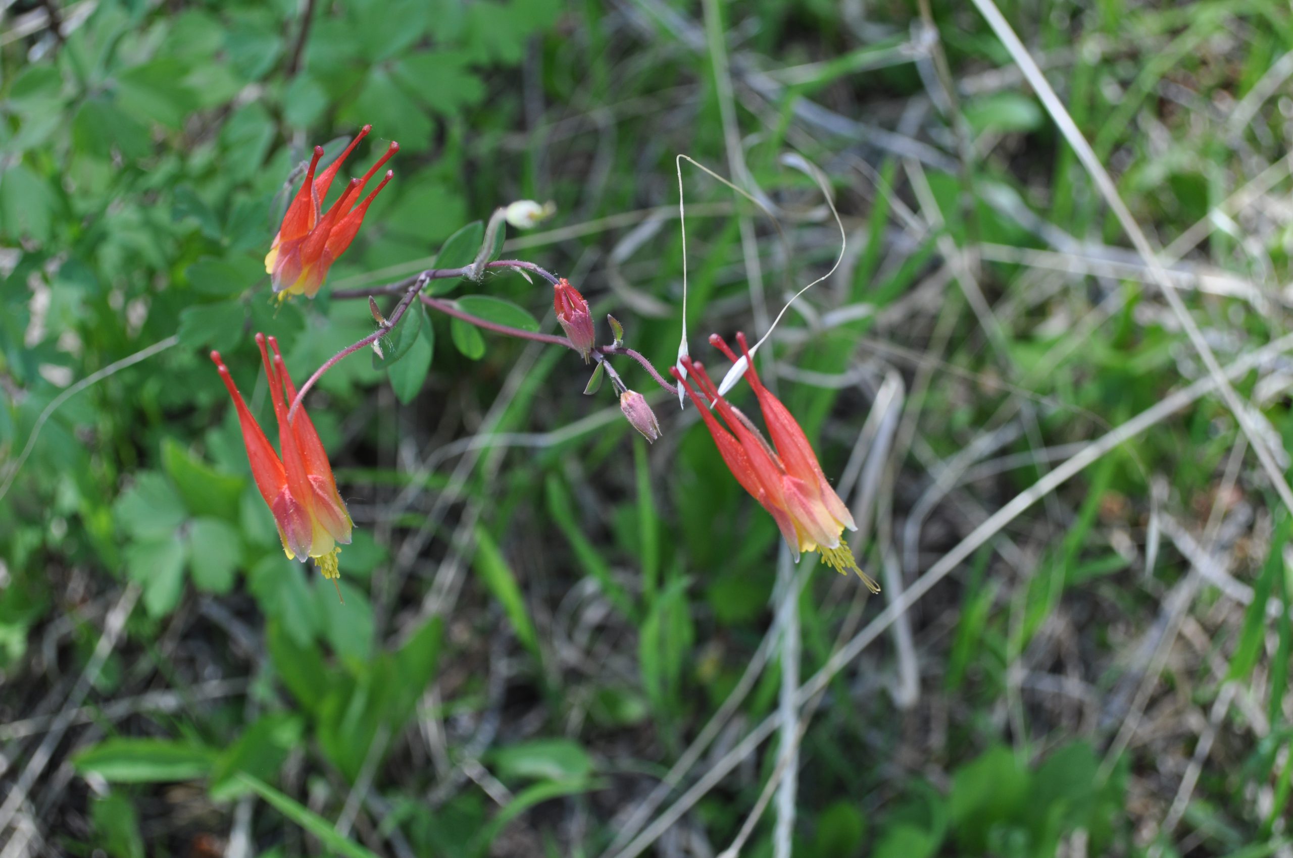 Red Columbine
