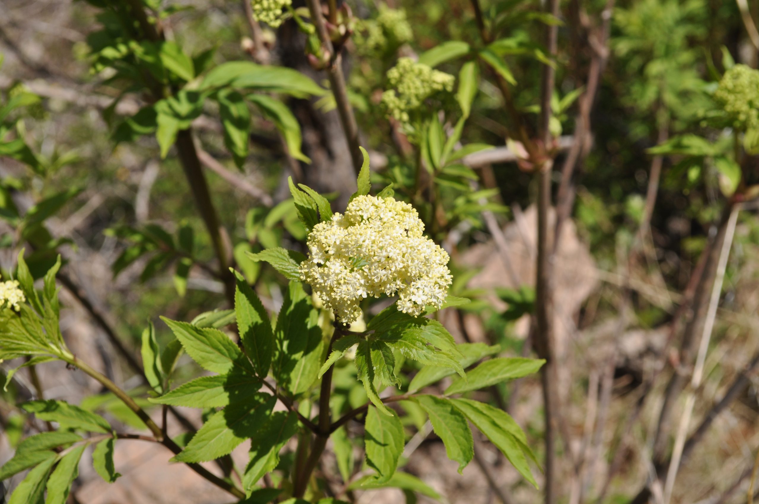 Red Elderberry