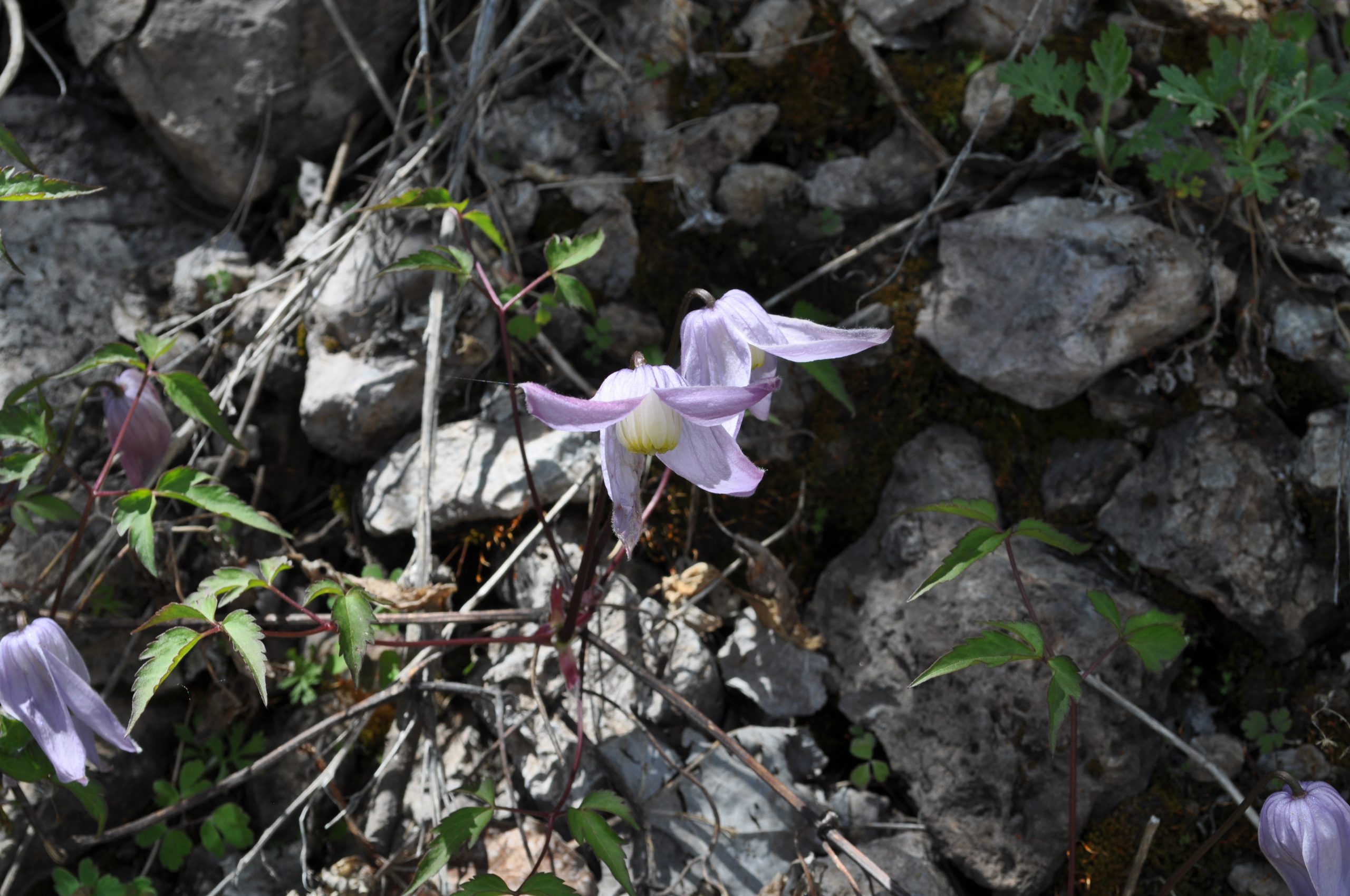 Rocky Mountain Clematis