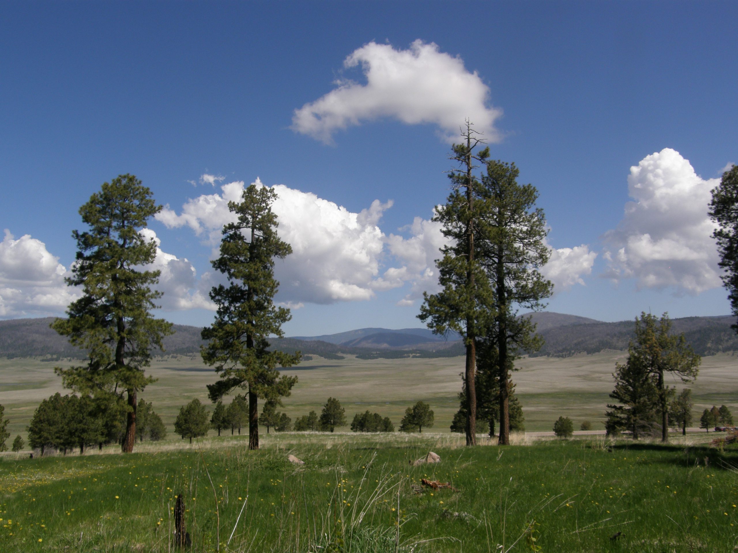 View of Valles Caldera