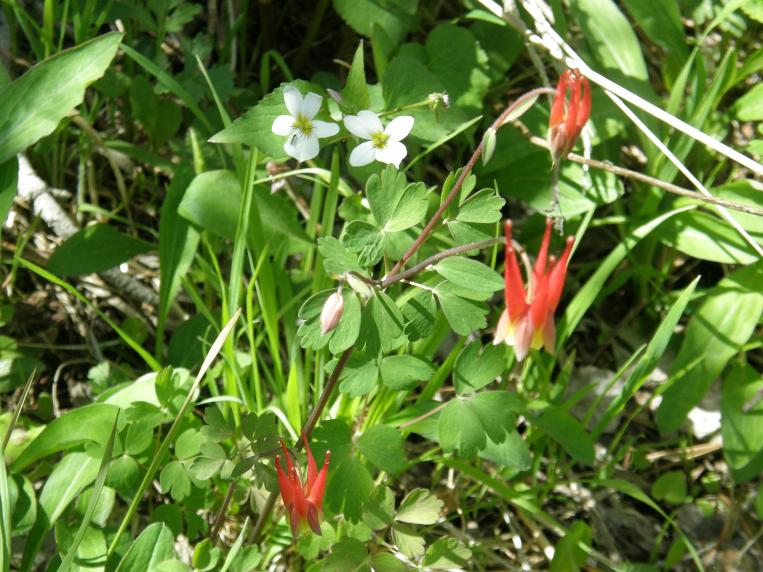 Red Columbine and Canada Violet