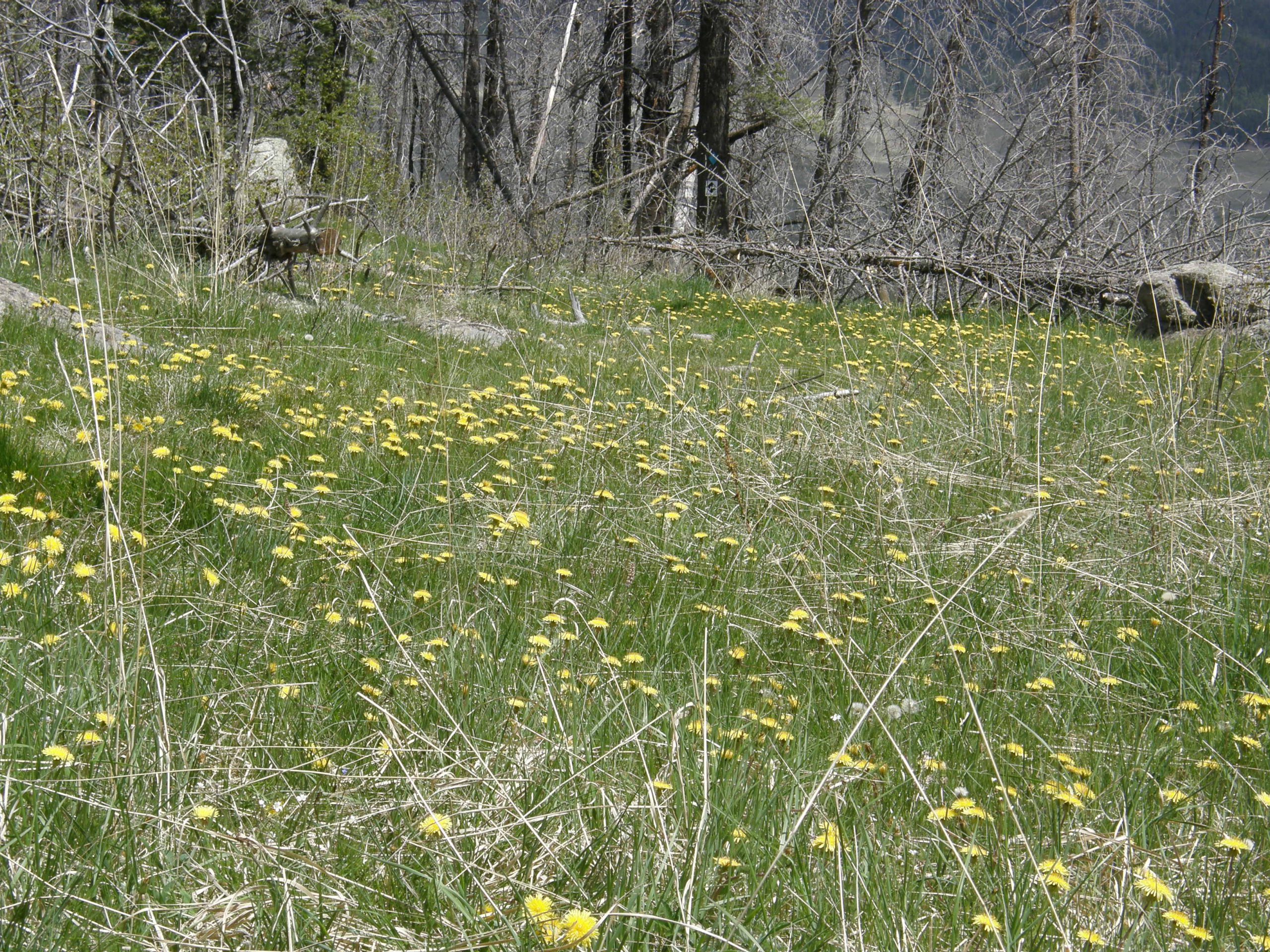 The Meadows Were Covered With Common Dandelions