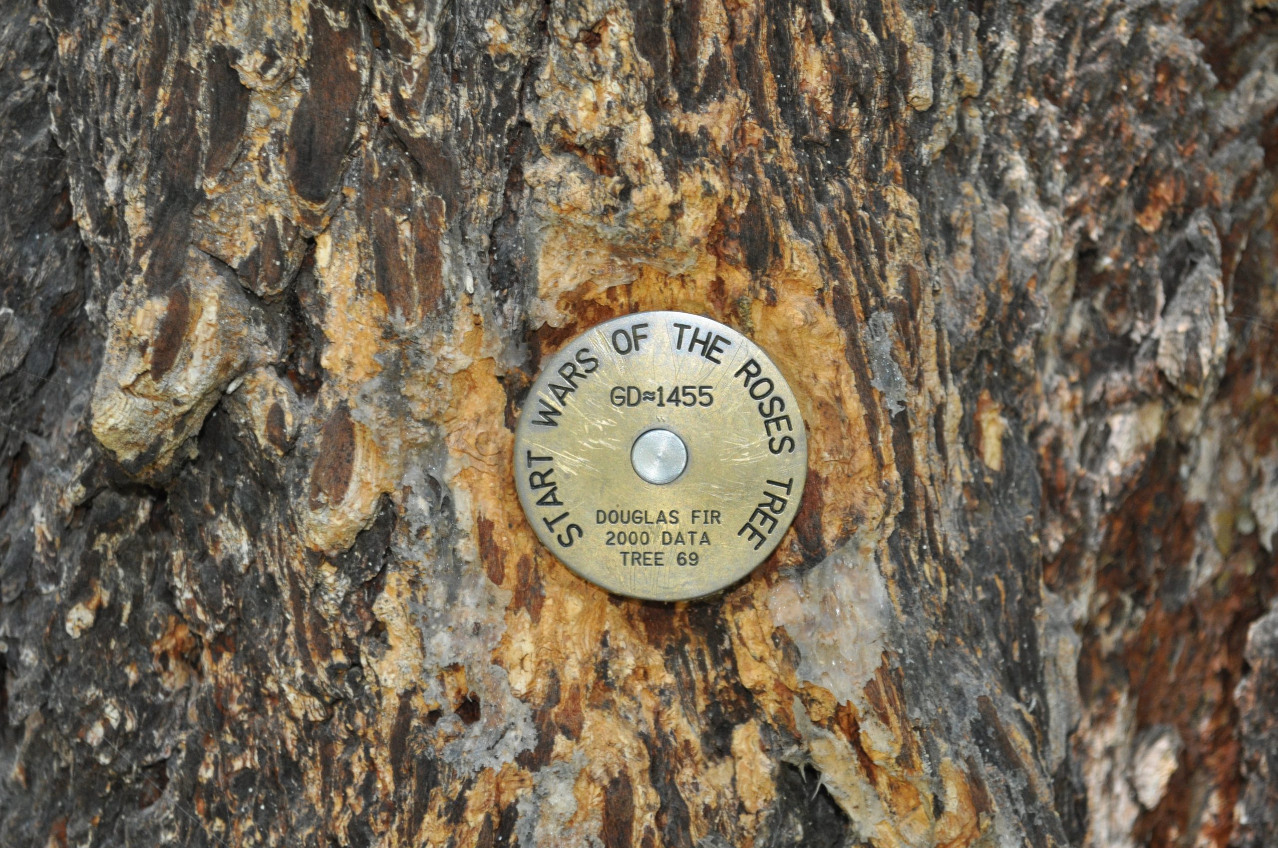 Wars of the Roses Medallion Tree