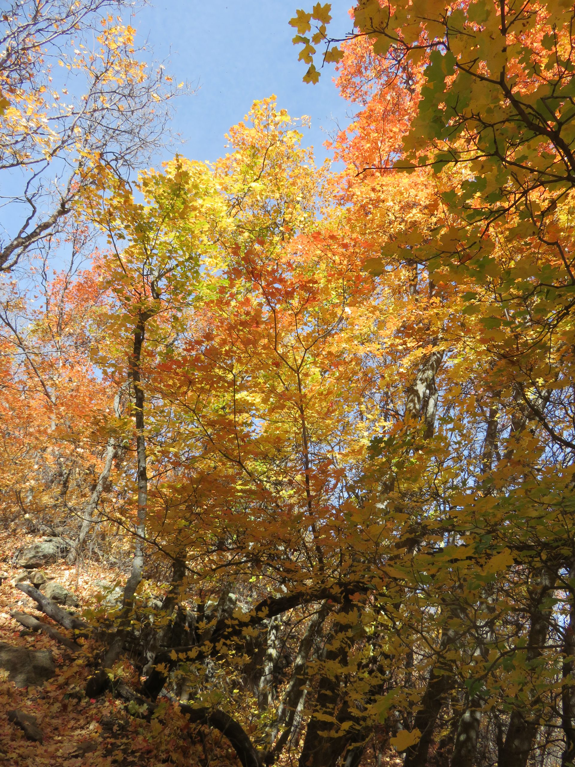 Fall Color along the Trail