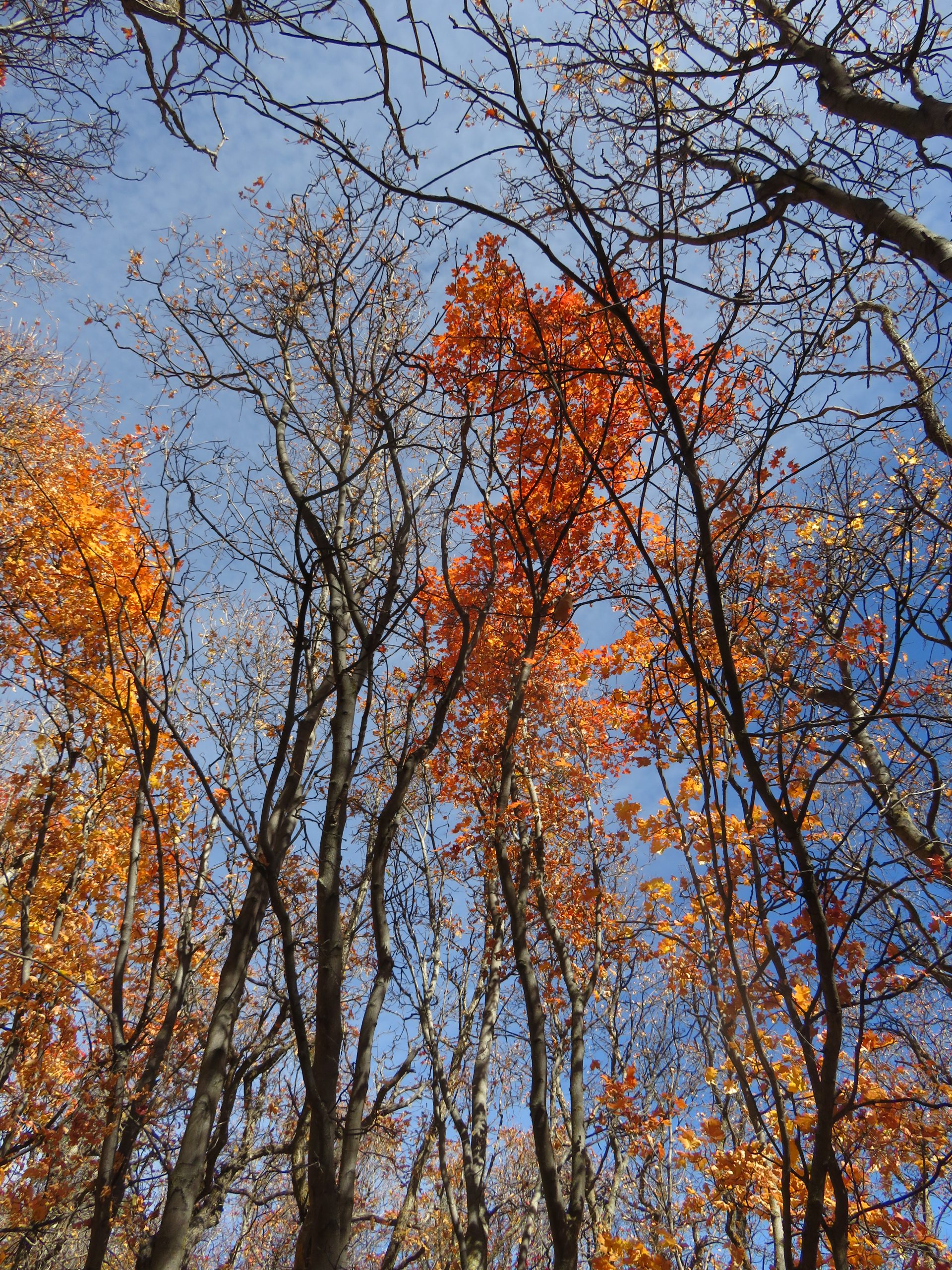 Fall Color along the Trail