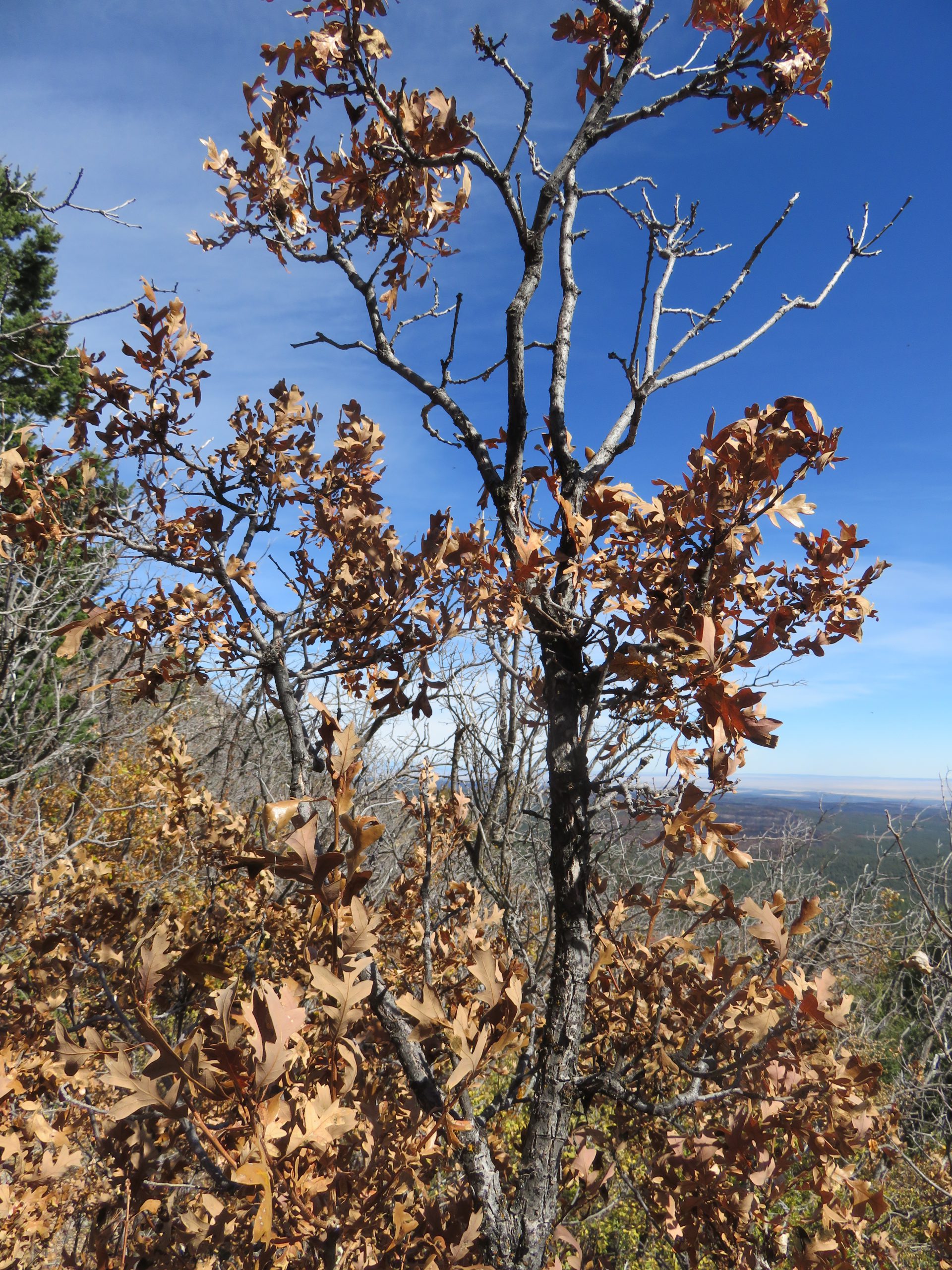 Gambel Oak
