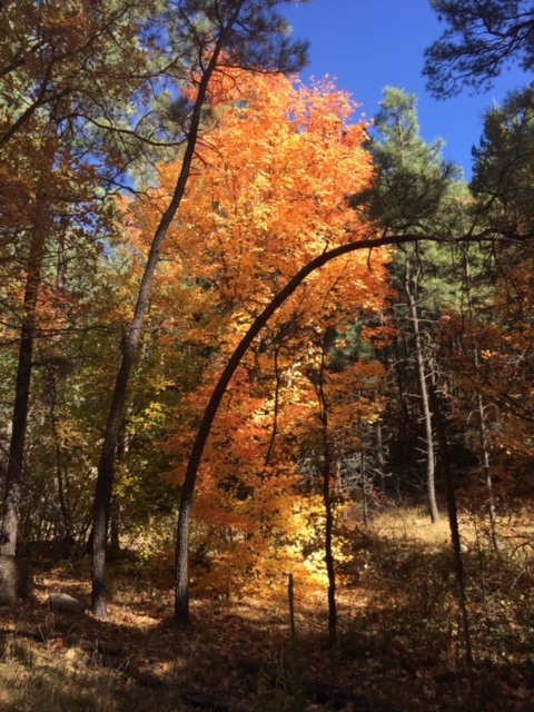 Fall Color along the Trail