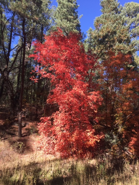 Fall Color along the Trail