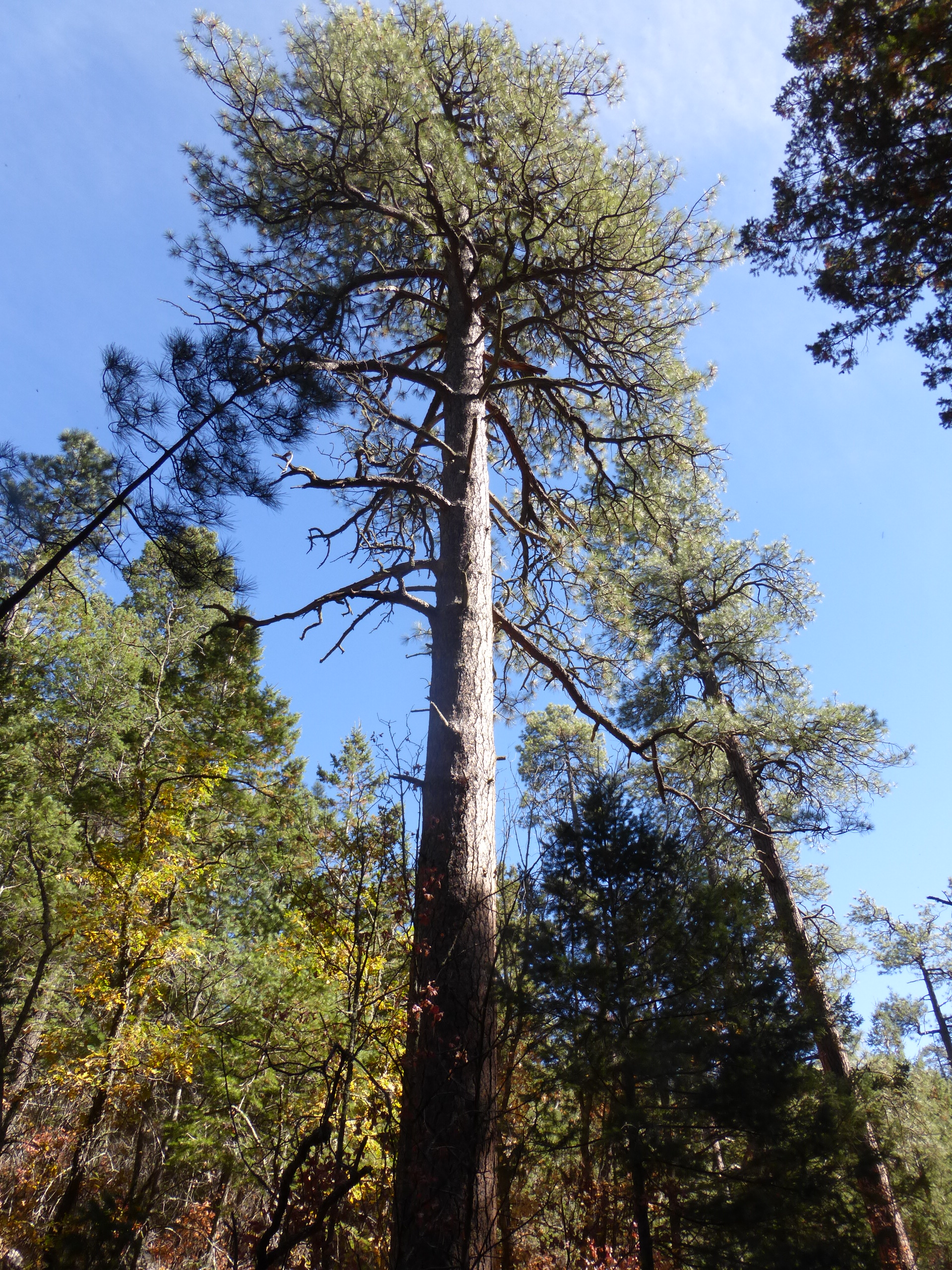 One of the Grand Ponderosa Pines