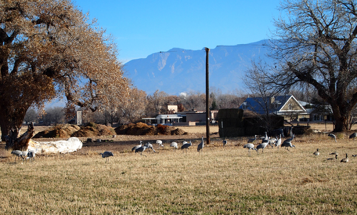 Goose and Sand Hill Cranes