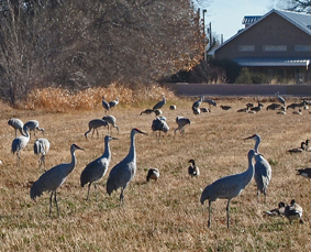 Goose and Sand Hill Cranes