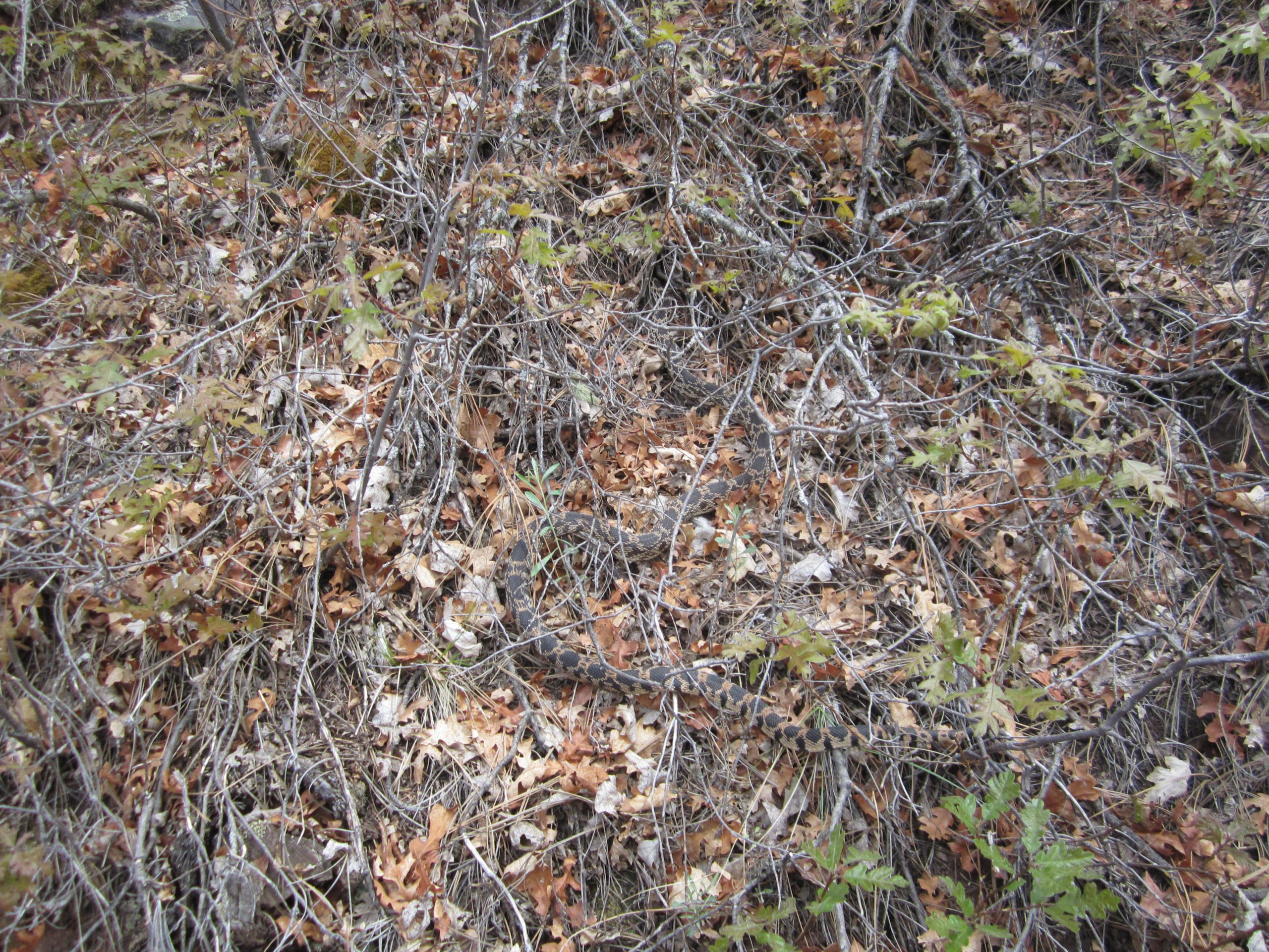 Can You Find the Snake?