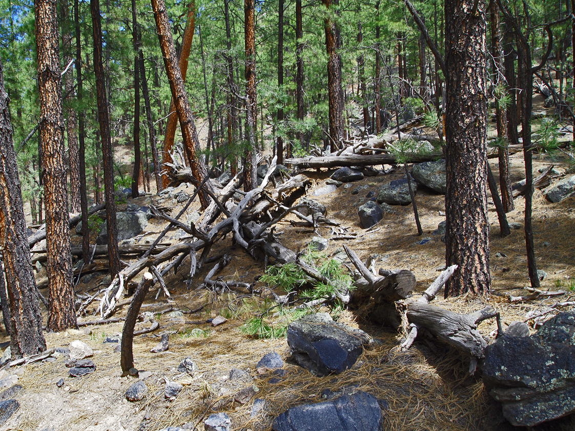 Fallen Timbers from an Old Fire