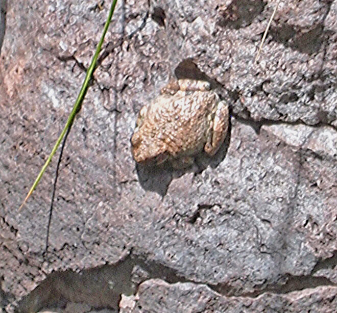 Woodhouses Toad at Lower Hot Spring Pool