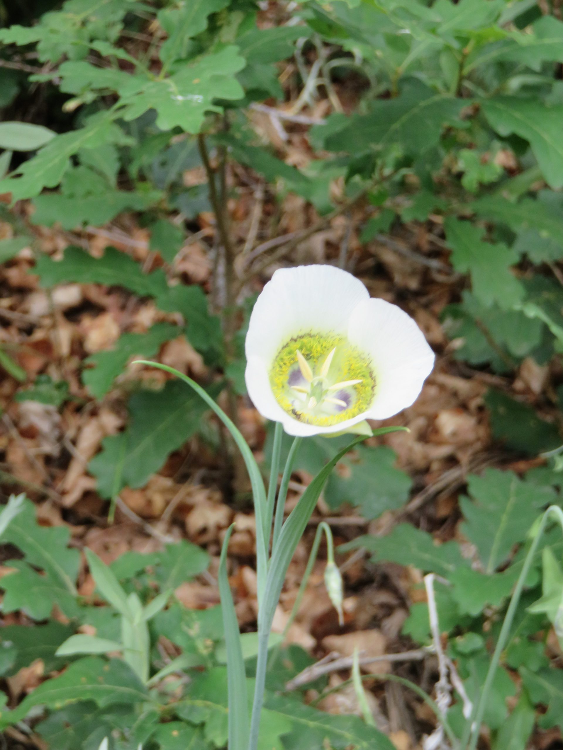 Mariposa Lily