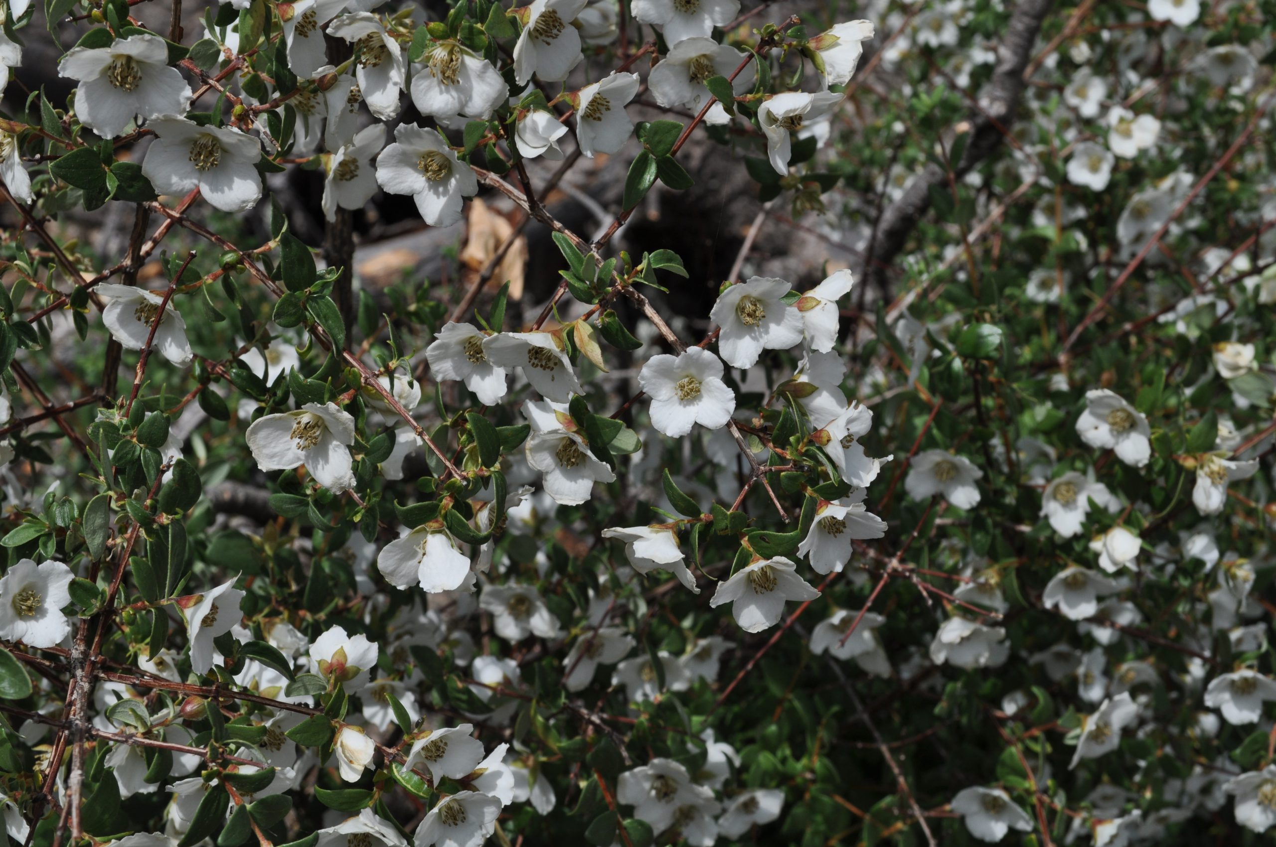 Littleleaf Mock Orange