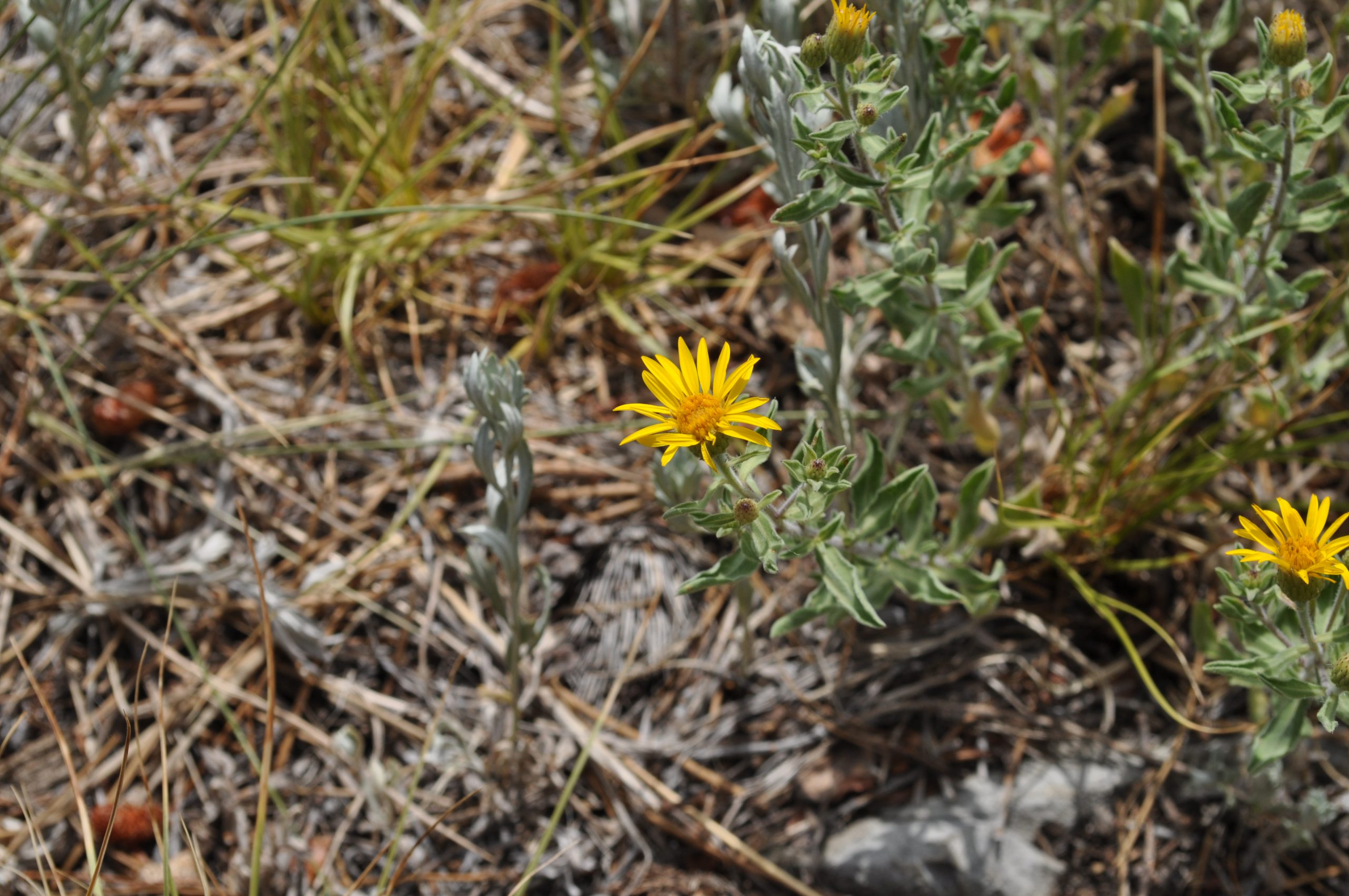 Aster species