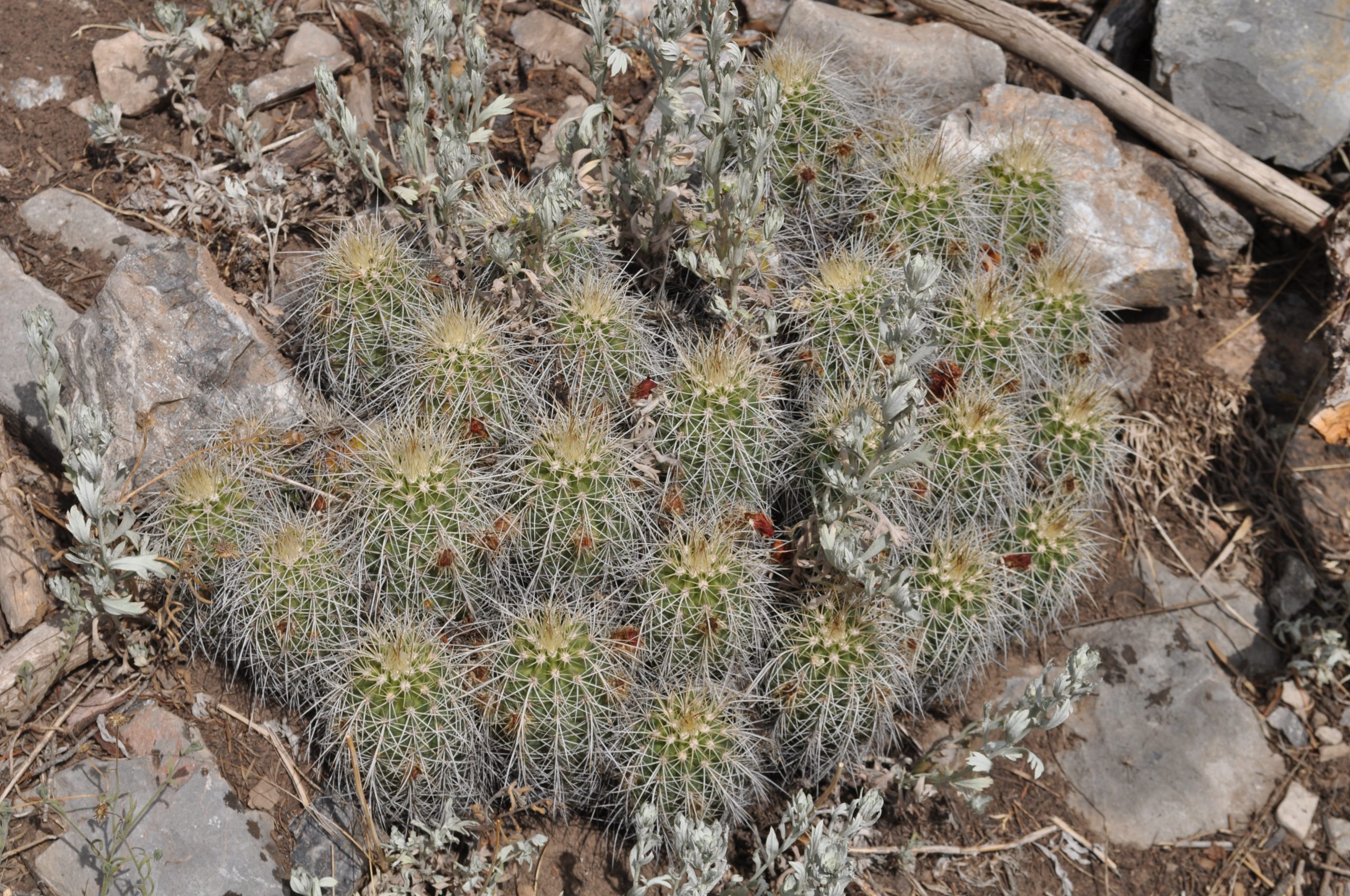 Hedgehog Cactus