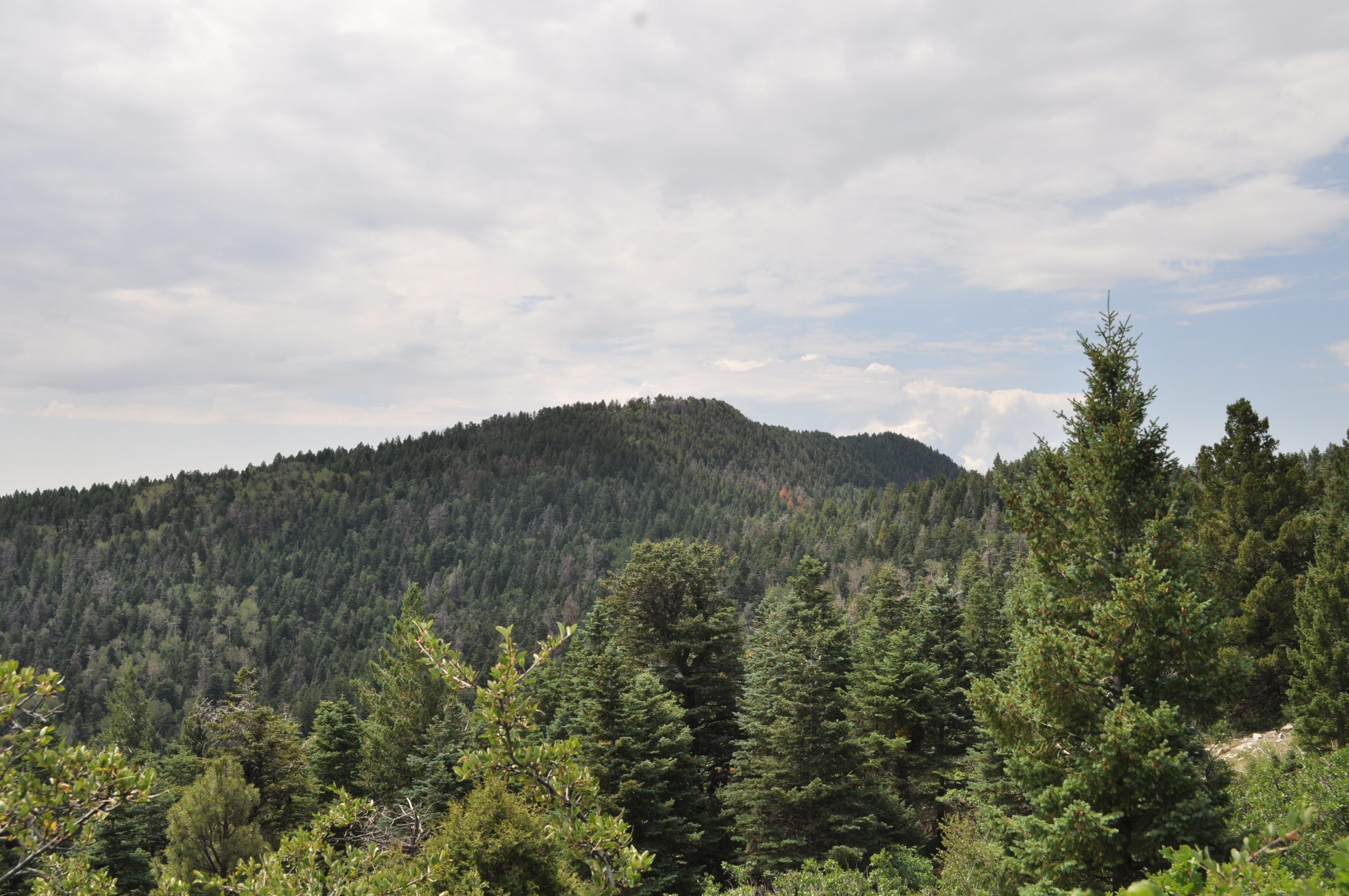 View Along the Trail to the Crest