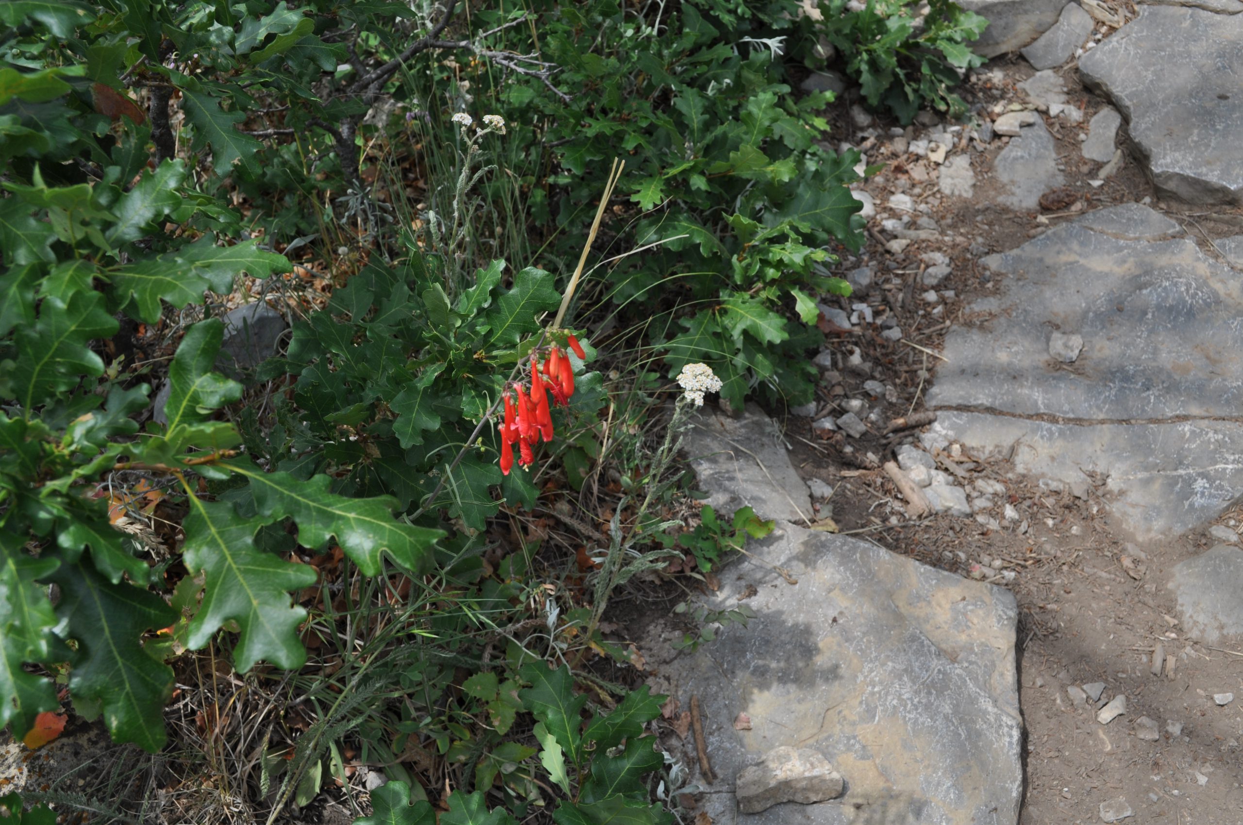 Scarlet Penstemon