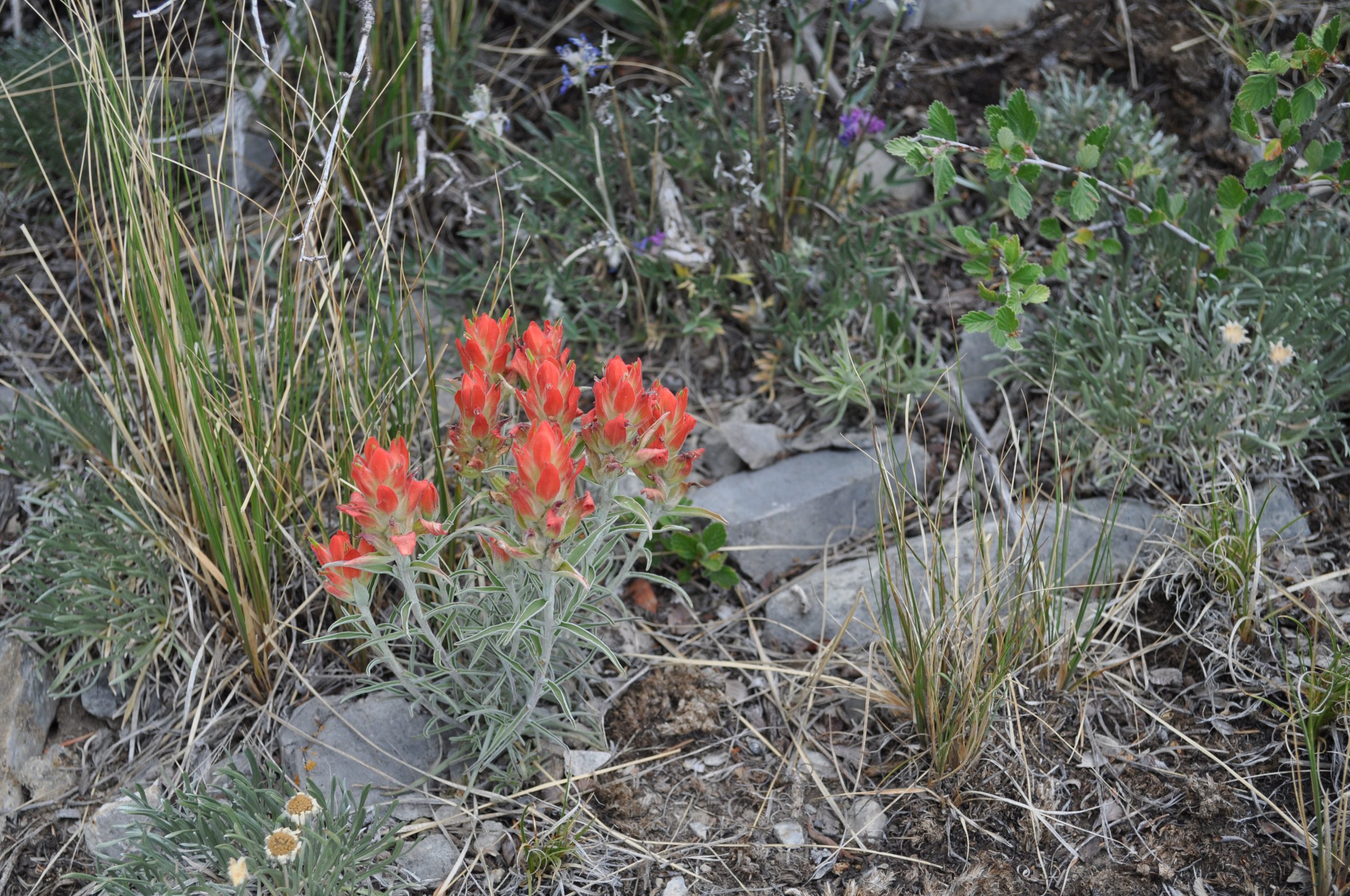 Paintbrush