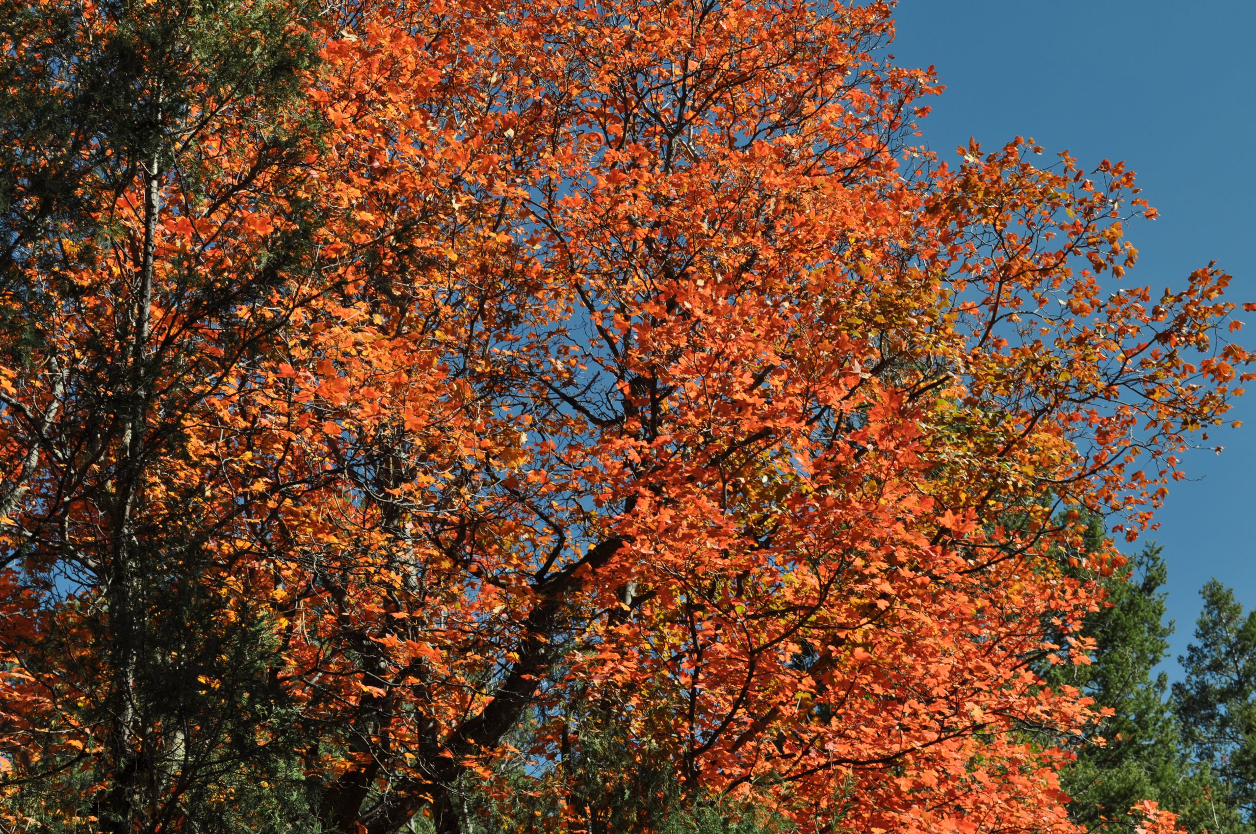 Bigtooth Maple