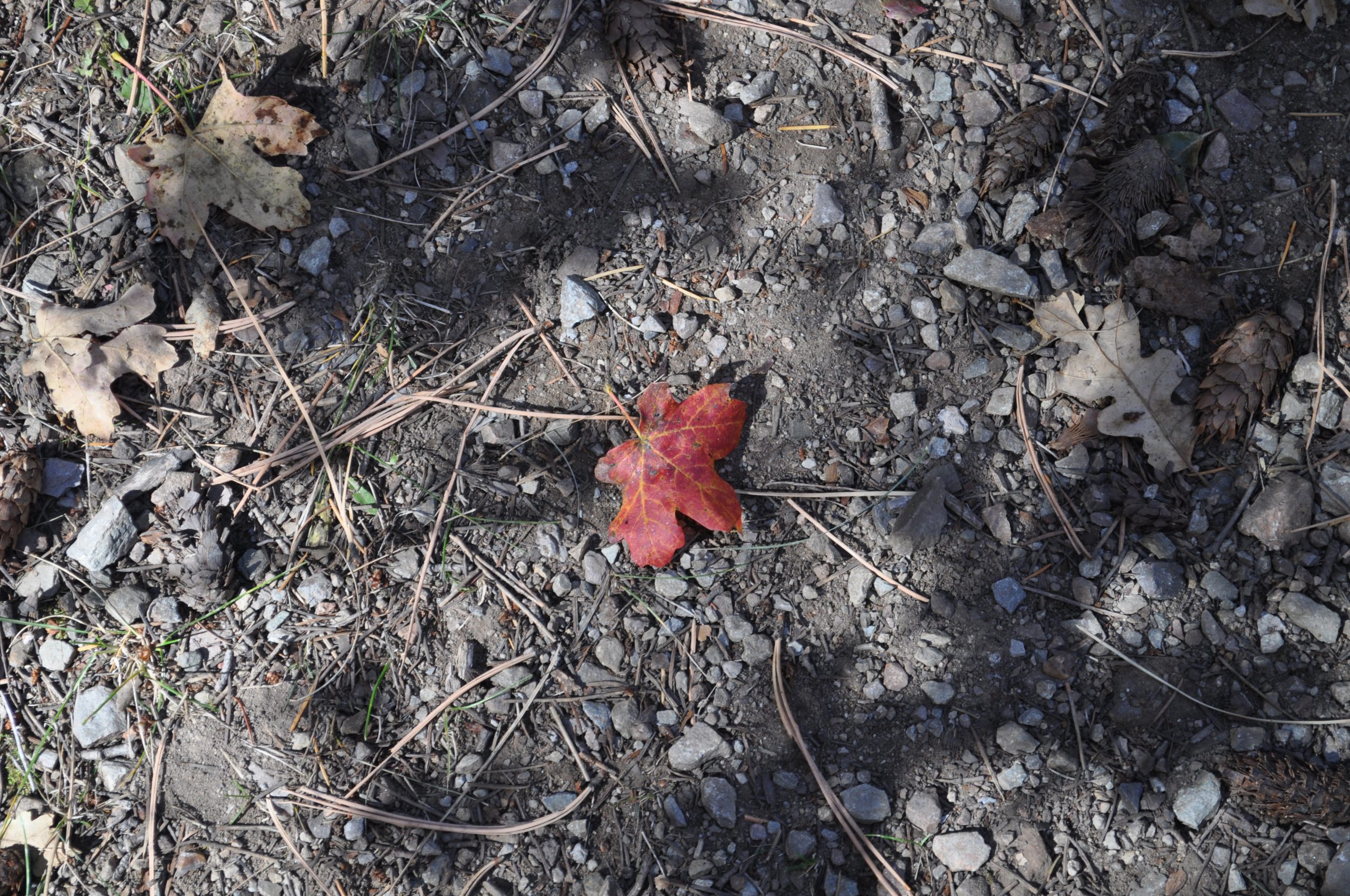 Bigtooth Maple