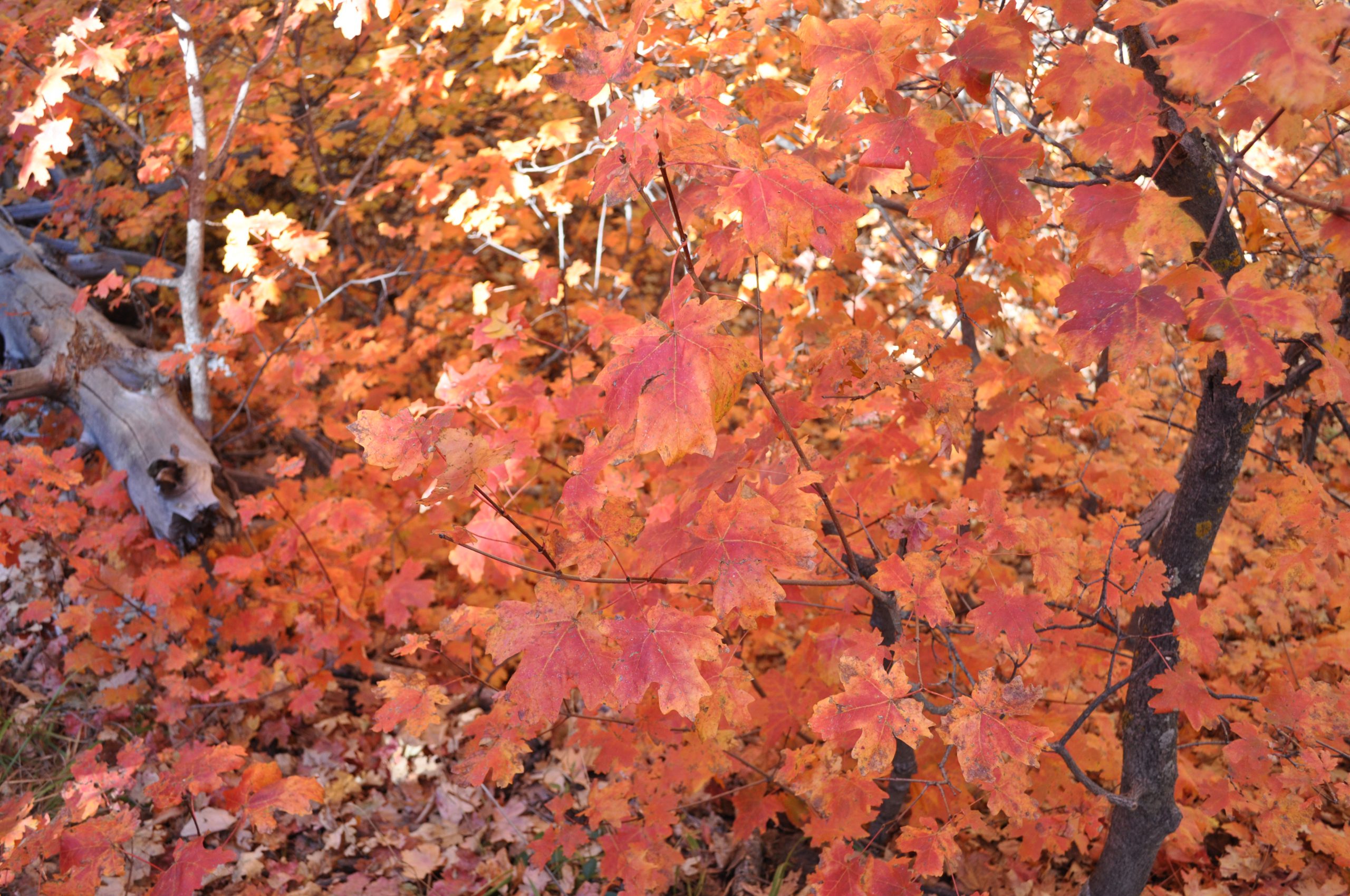 Bigtooth Maple