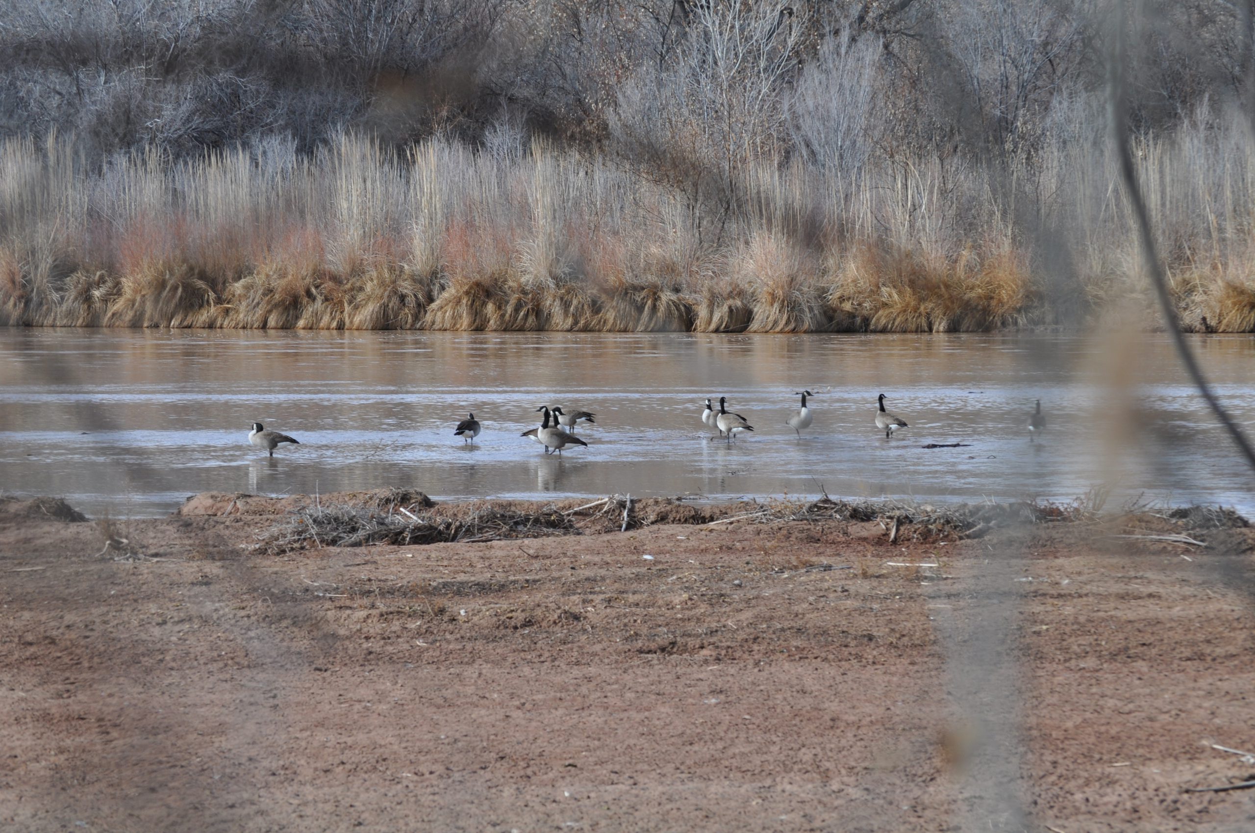 Canada Geese on the Rio Grande