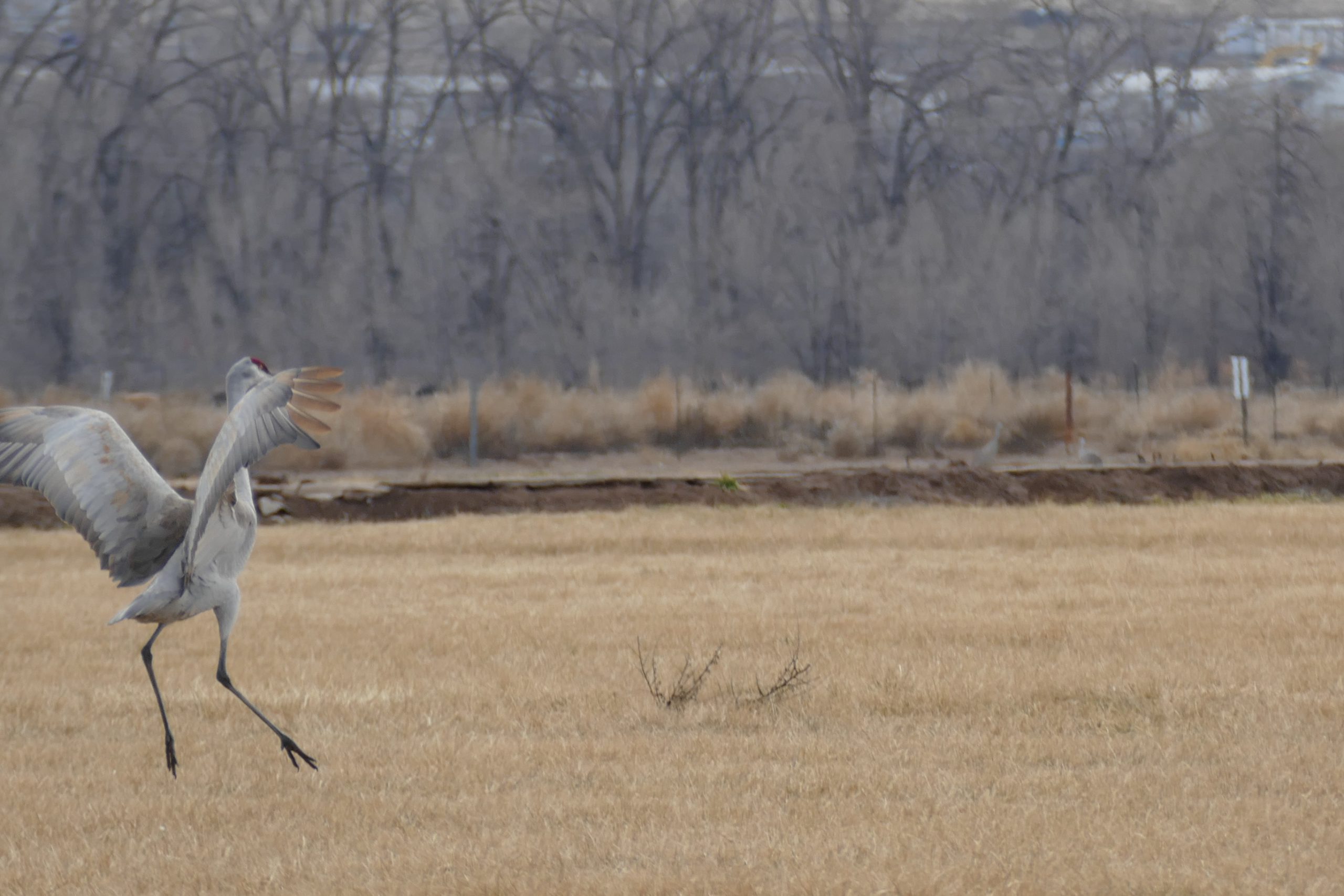 Sand Hill Crane
