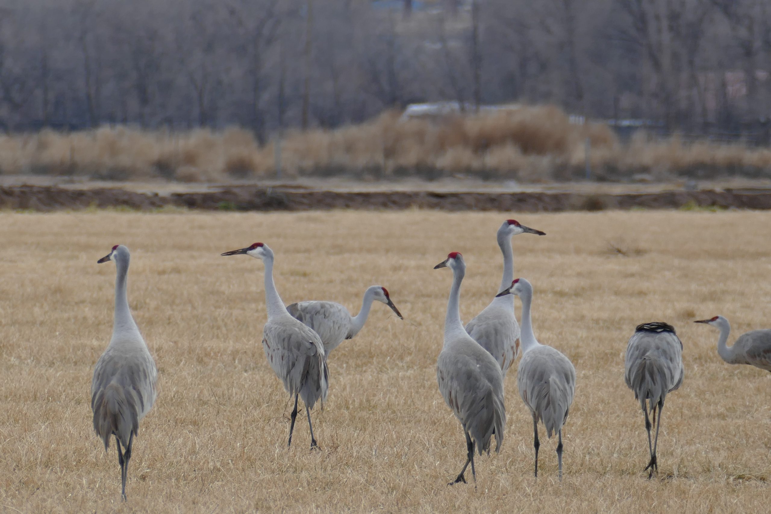 Sand Hill Cranes