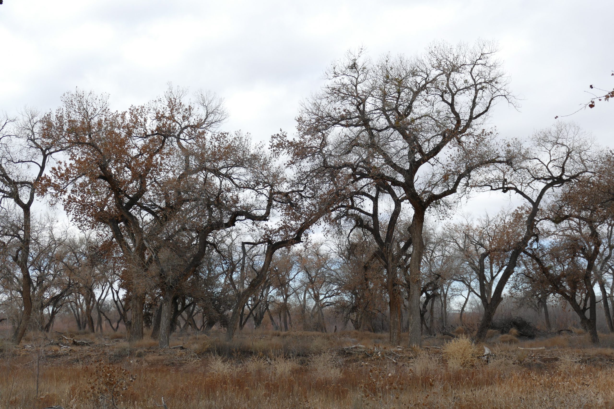Refuge Landscape