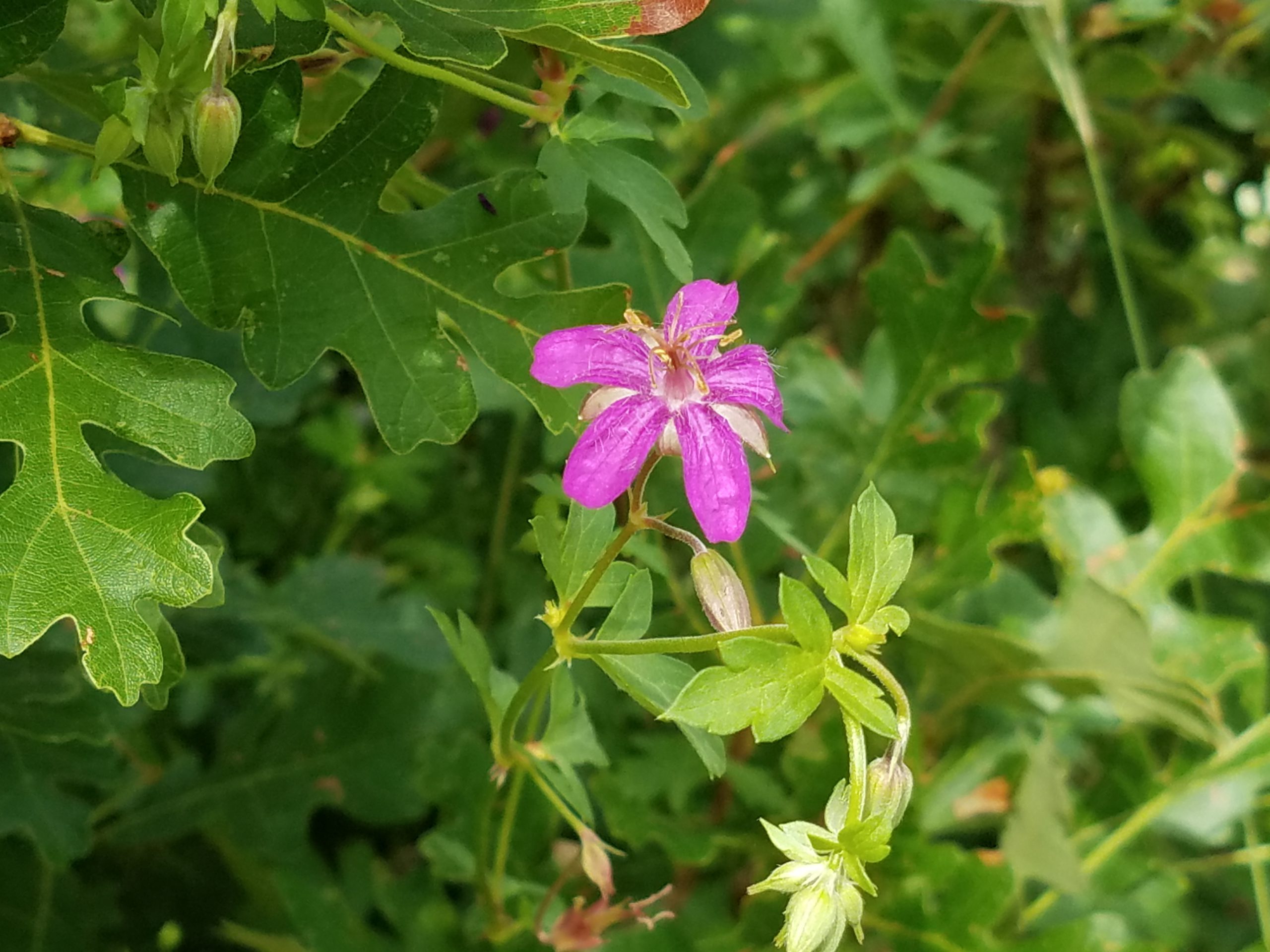 Purple Geranium